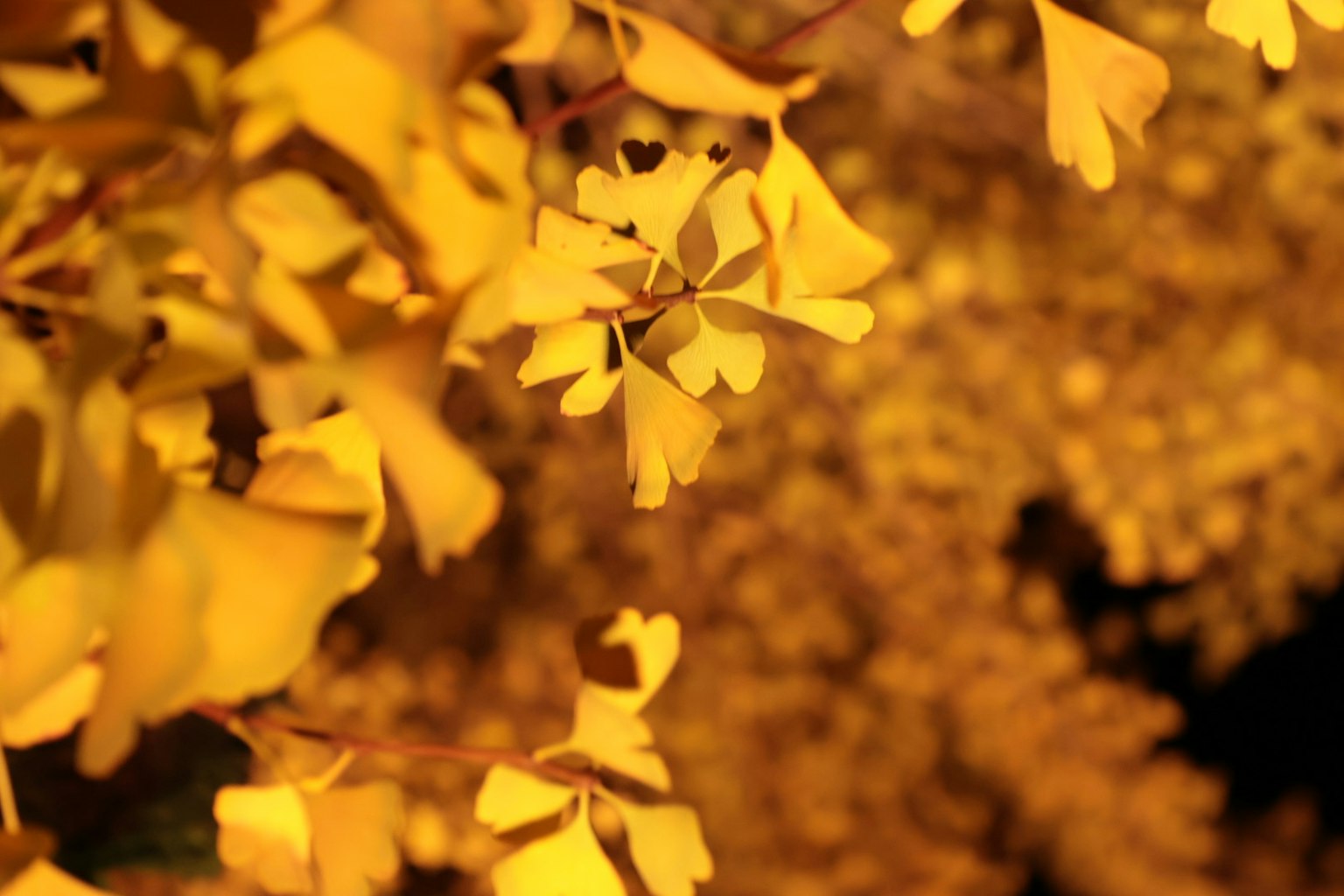 Close-up daun ginkgo kuning cerah dengan latar belakang lembut