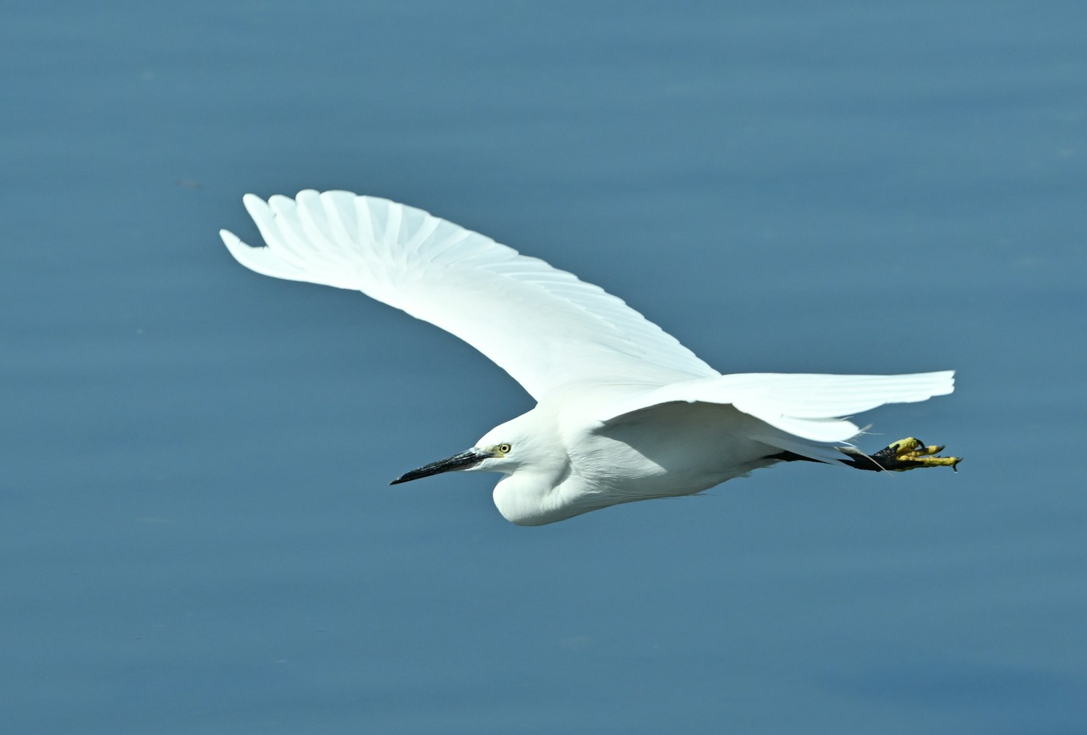 A white egret flying against a blue background