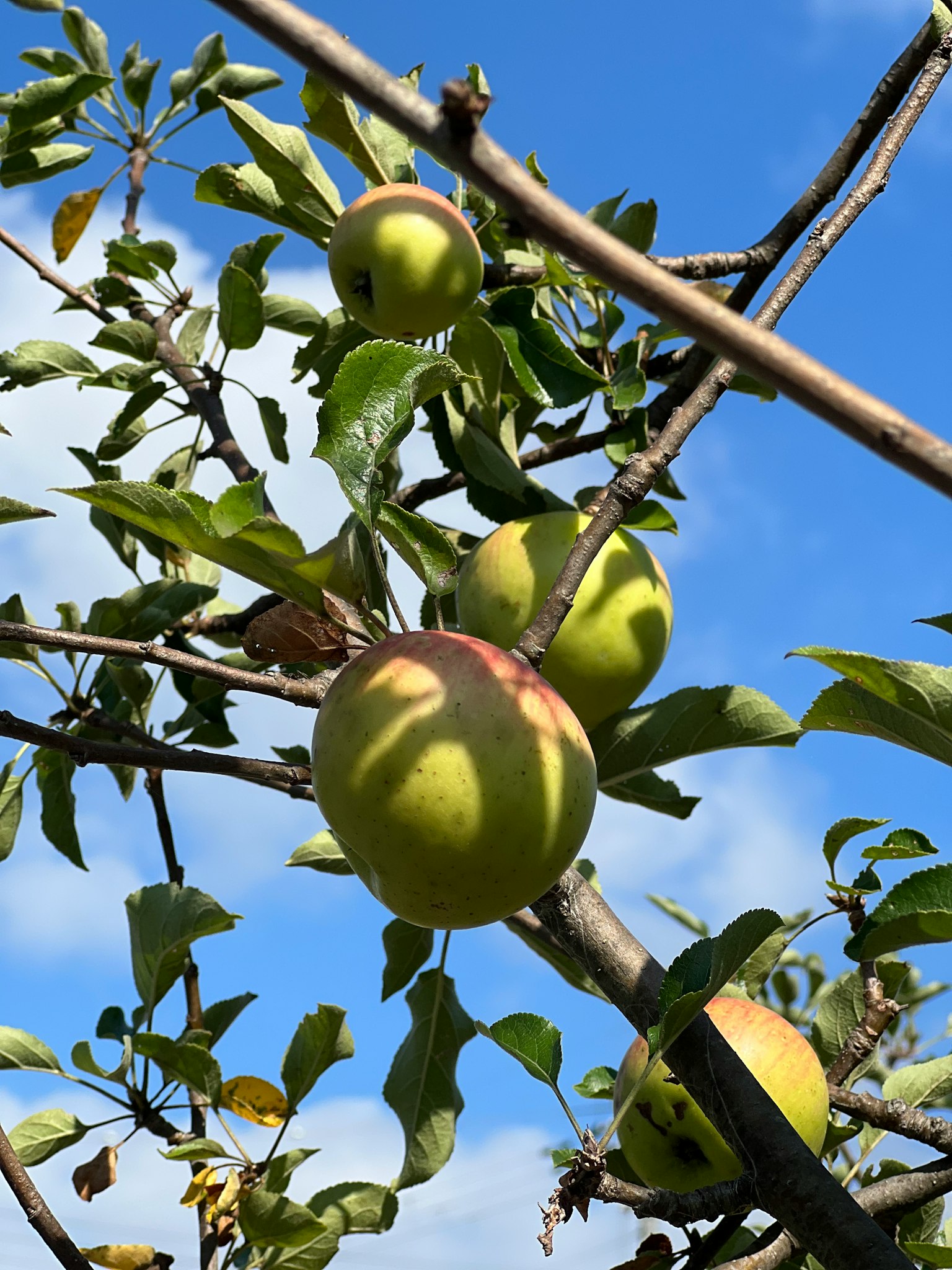 Manzanas verdes colgando de las ramas bajo un cielo azul