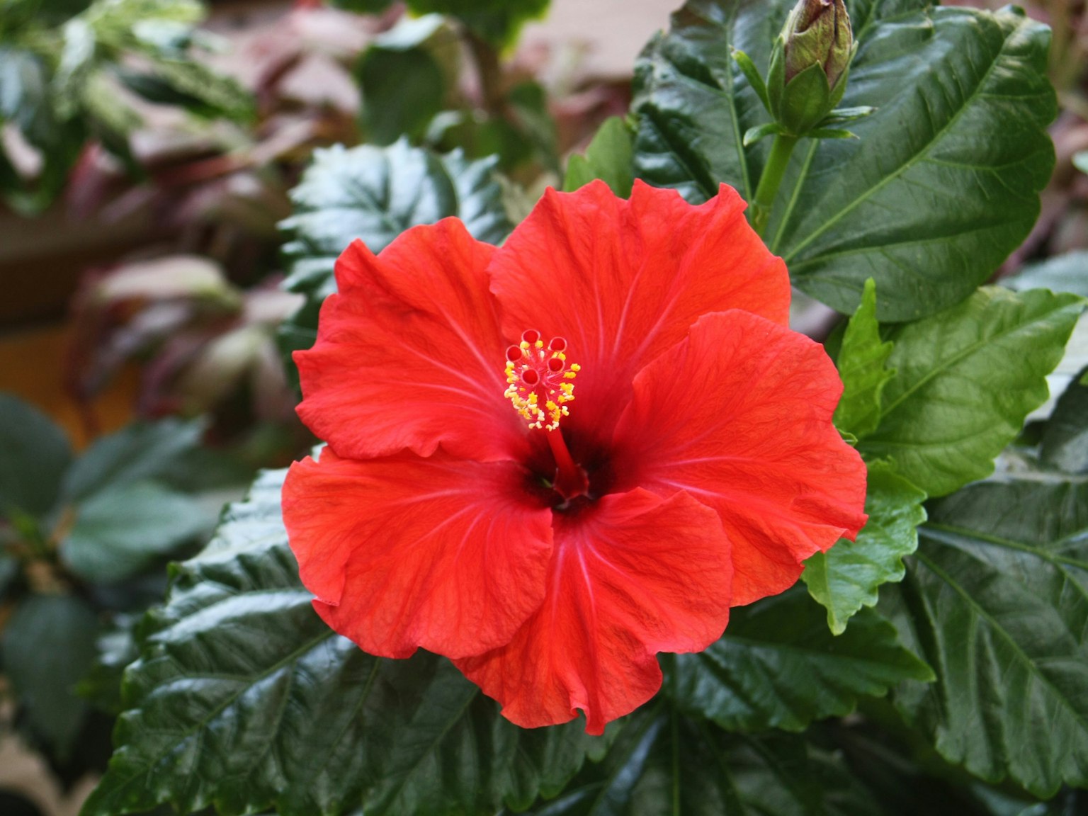 Fiore di ibisco rosso vibrante circondato da foglie verdi