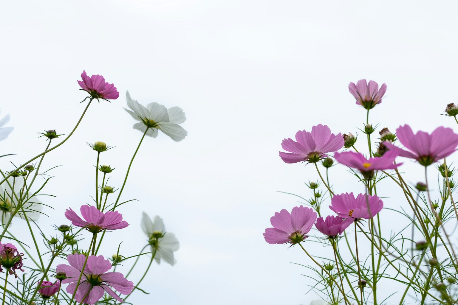 Fiori di cosmos bianchi e rosa che fioriscono contro un cielo pallido