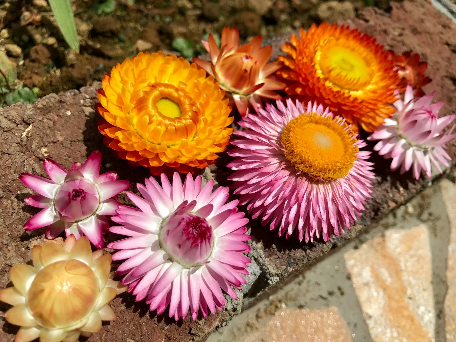 Fleurs séchées colorées disposées sur une surface