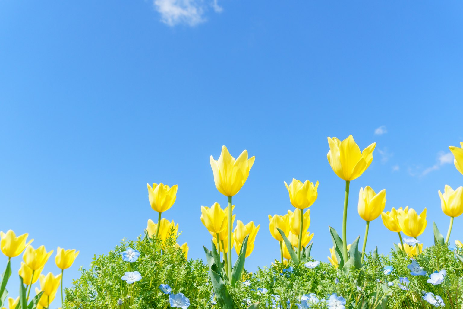 Gelbe Tulpen blühen unter einem blauen Himmel mit kleinen blauen Blumen