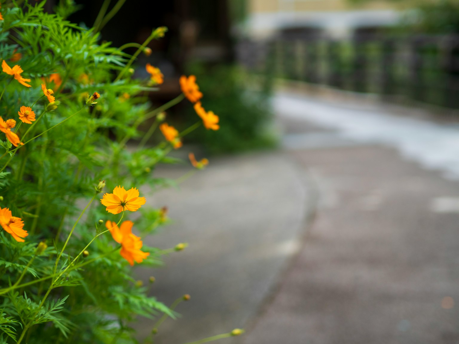 Vista di un sentiero fiancheggiato da piante verdi e fiori arancioni in fiore