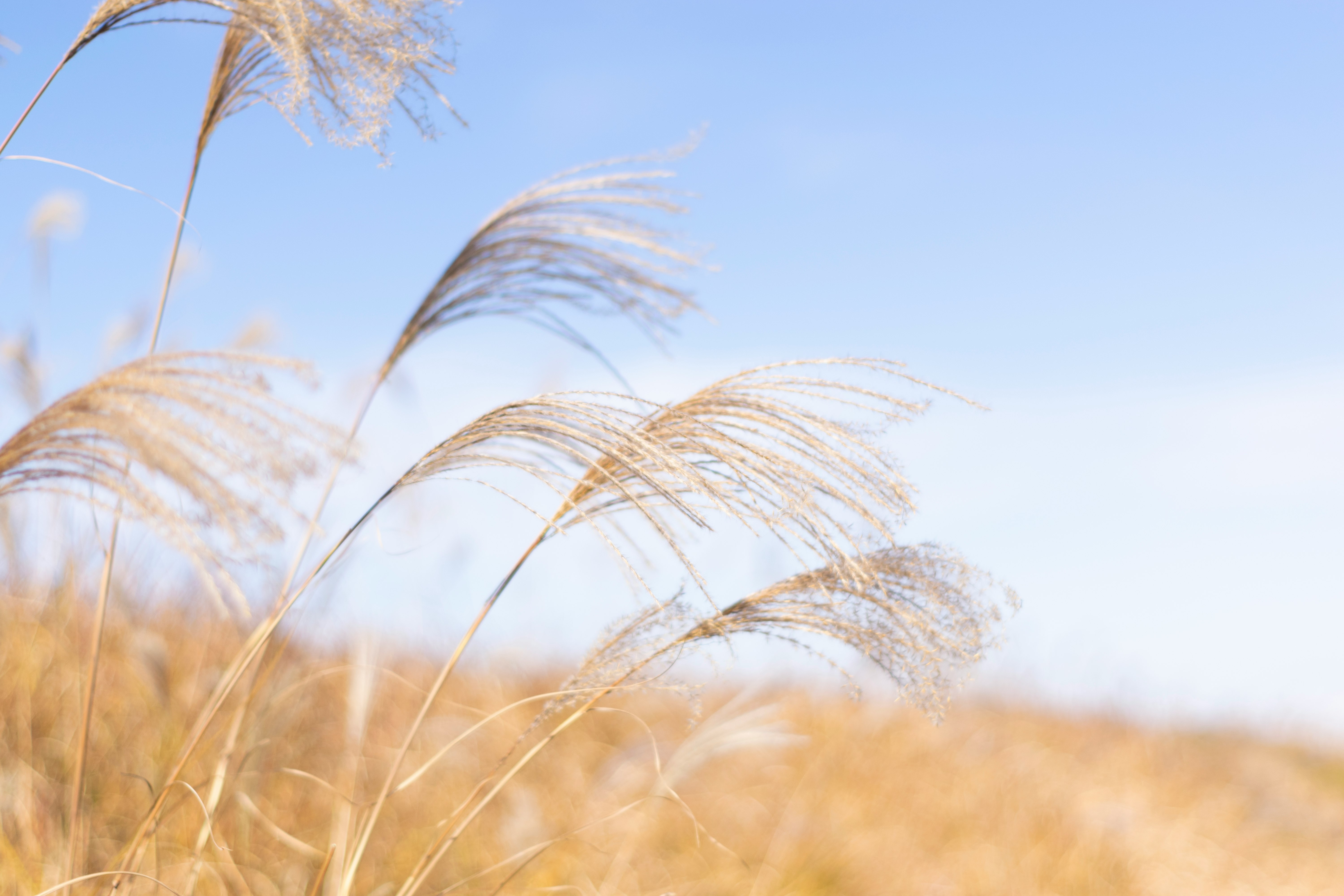 風に揺れる穂のある草原の麦畑