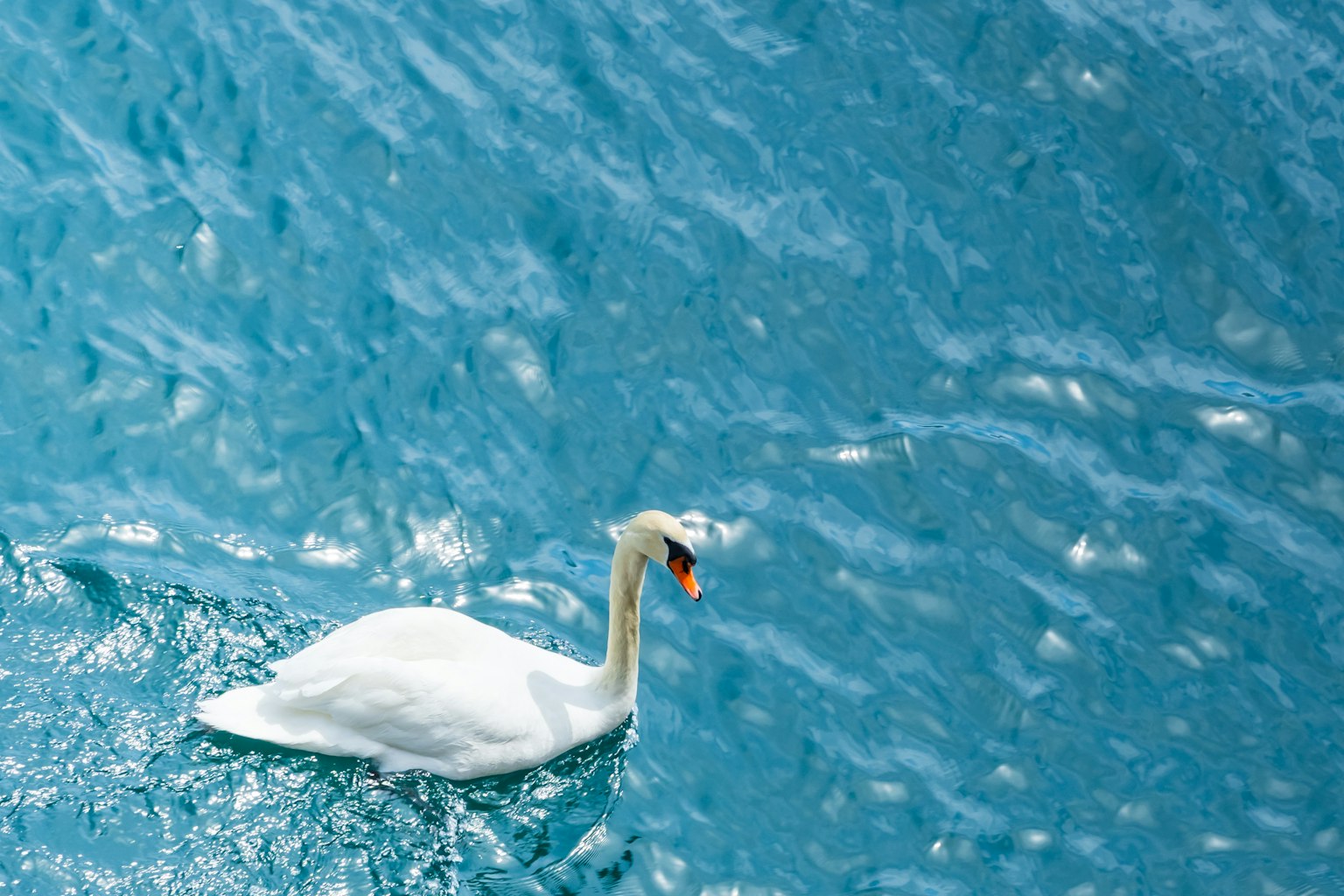 Ein Schwan schwimmt auf einer blauen Wasseroberfläche