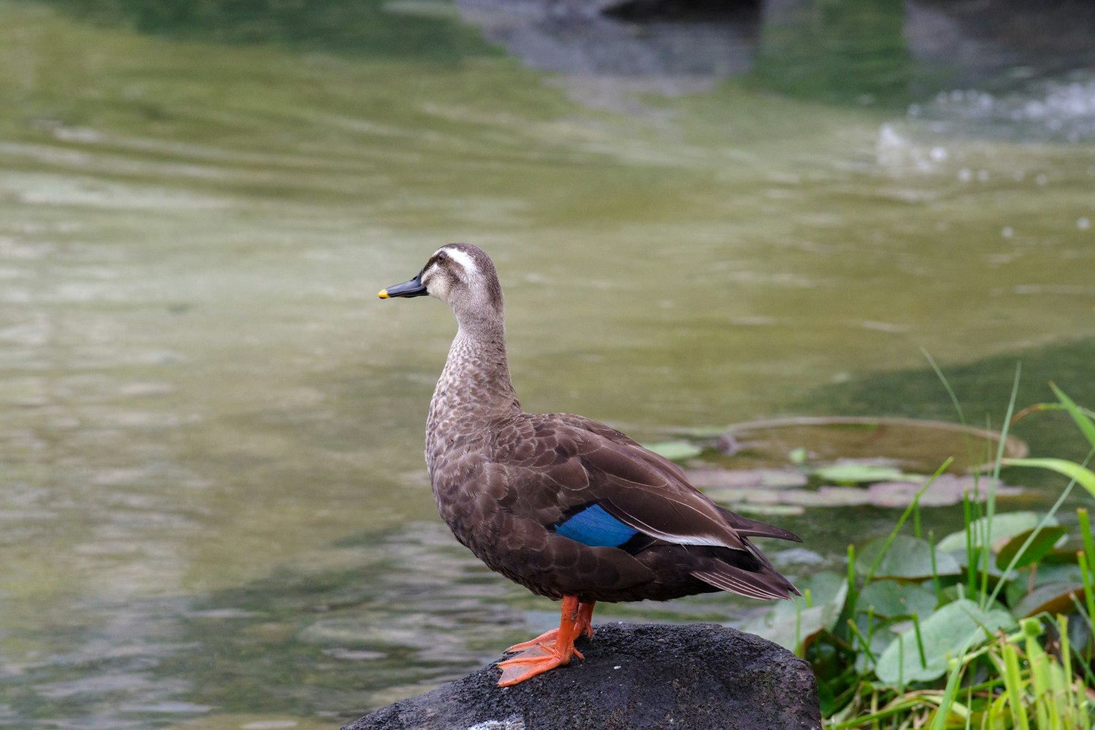 Anatra in piedi vicino all'acqua con piume blu