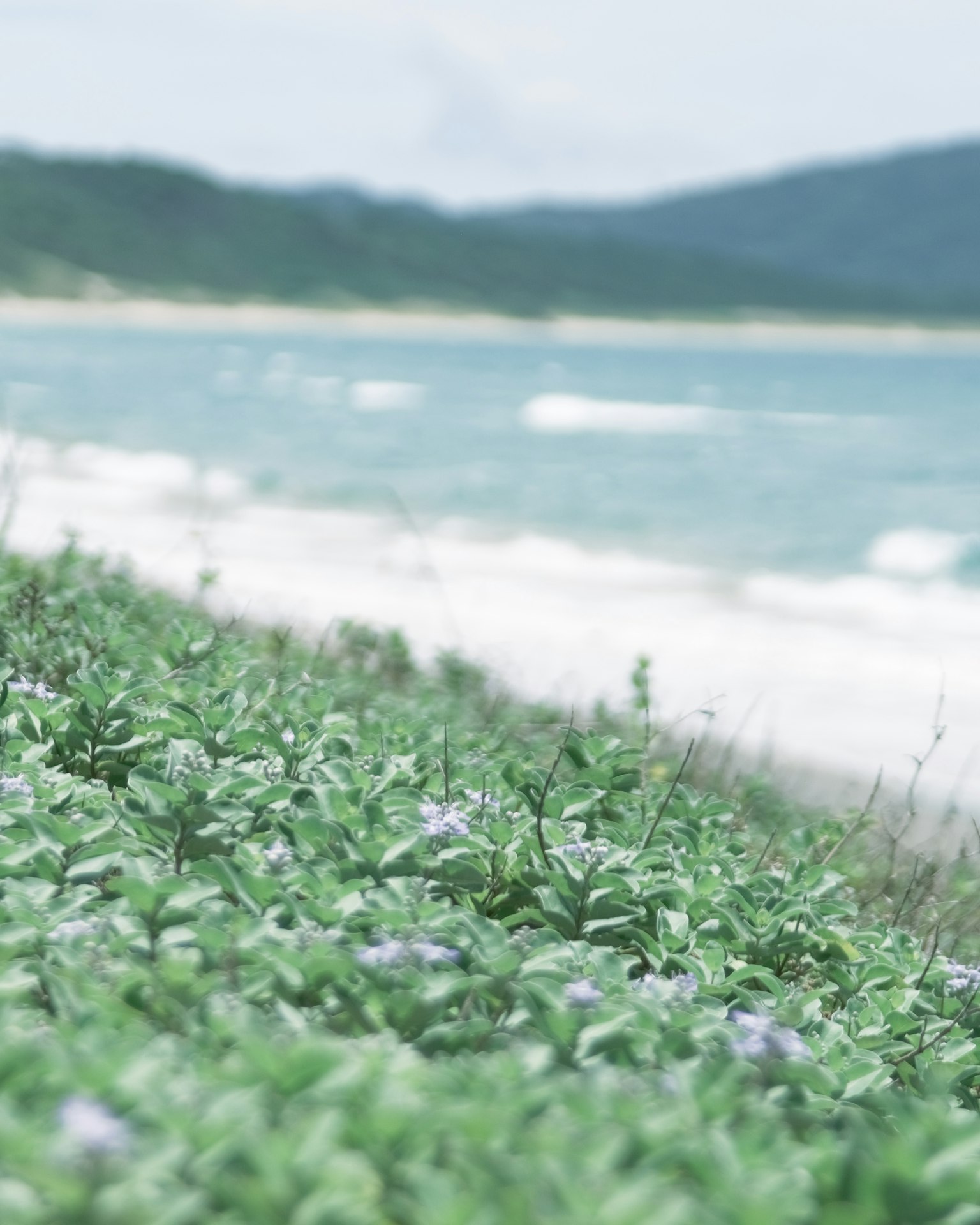 Cảnh biển với cây xanh và sóng