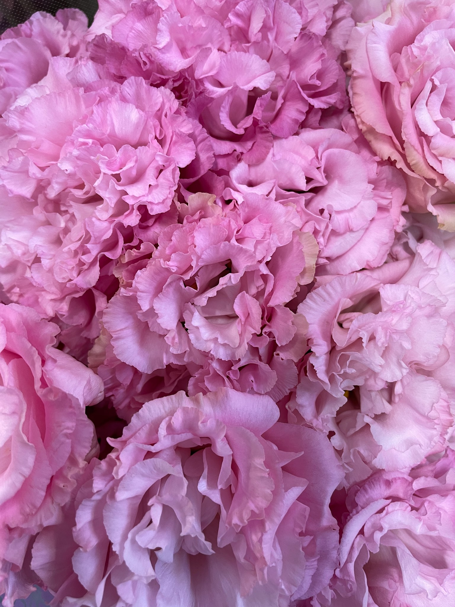 Une belle image de fleurs roses douces entassées