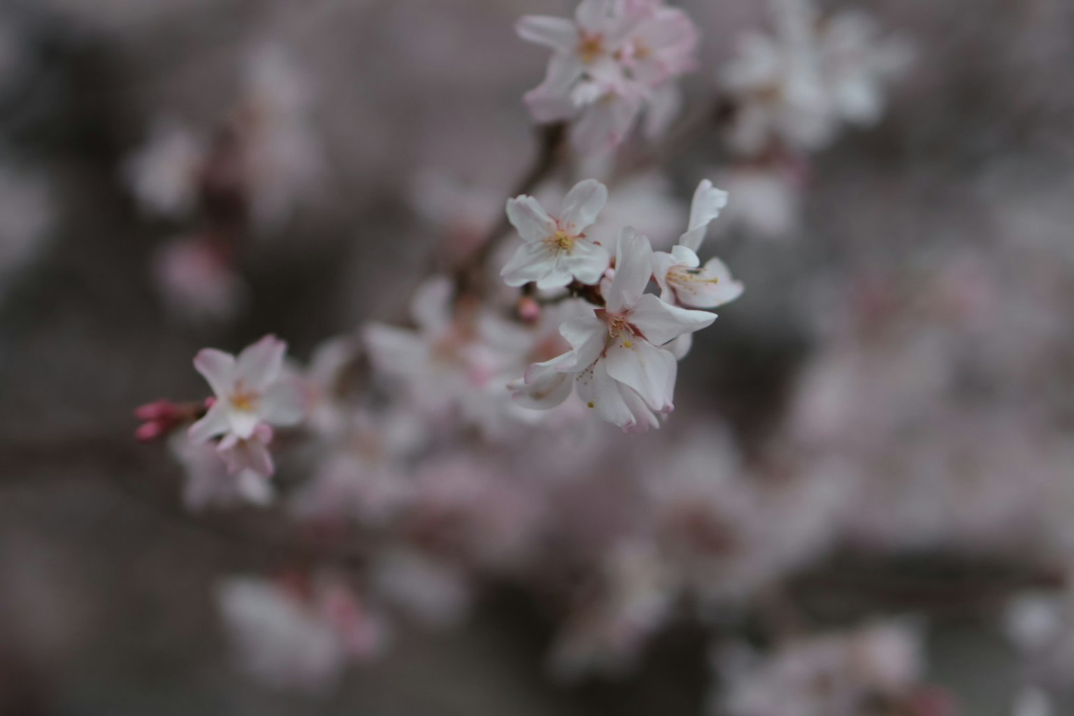 Gros plan de délicates fleurs de cerisier roses en fleurs