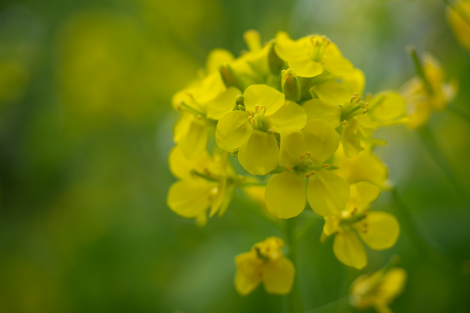 Nahaufnahme von gelben Blumen, die vor grünem Hintergrund blühen