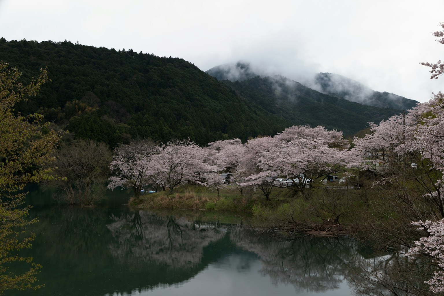 美丽的景观，樱花树映在水面上
