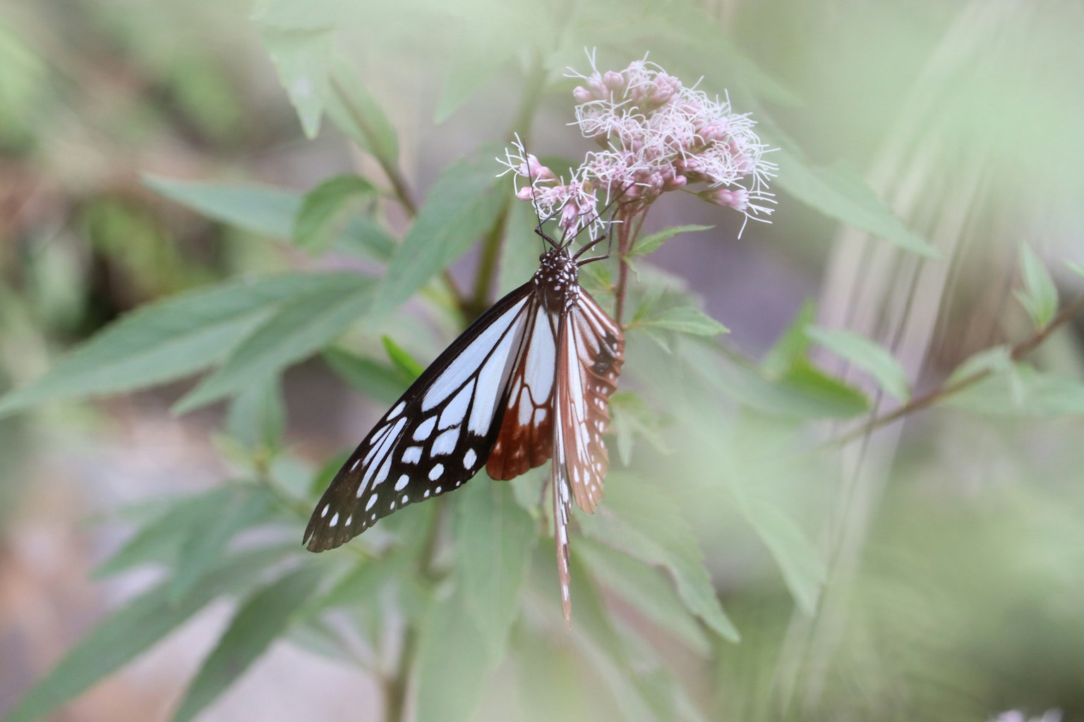 Una farfalla nera con macchie bianche appoggiata su un fiore delicato