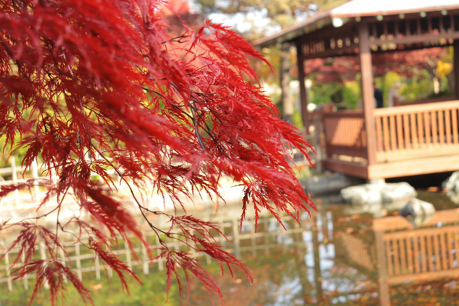 Japanese garden scene with vibrant red maple leaves and pond reflection