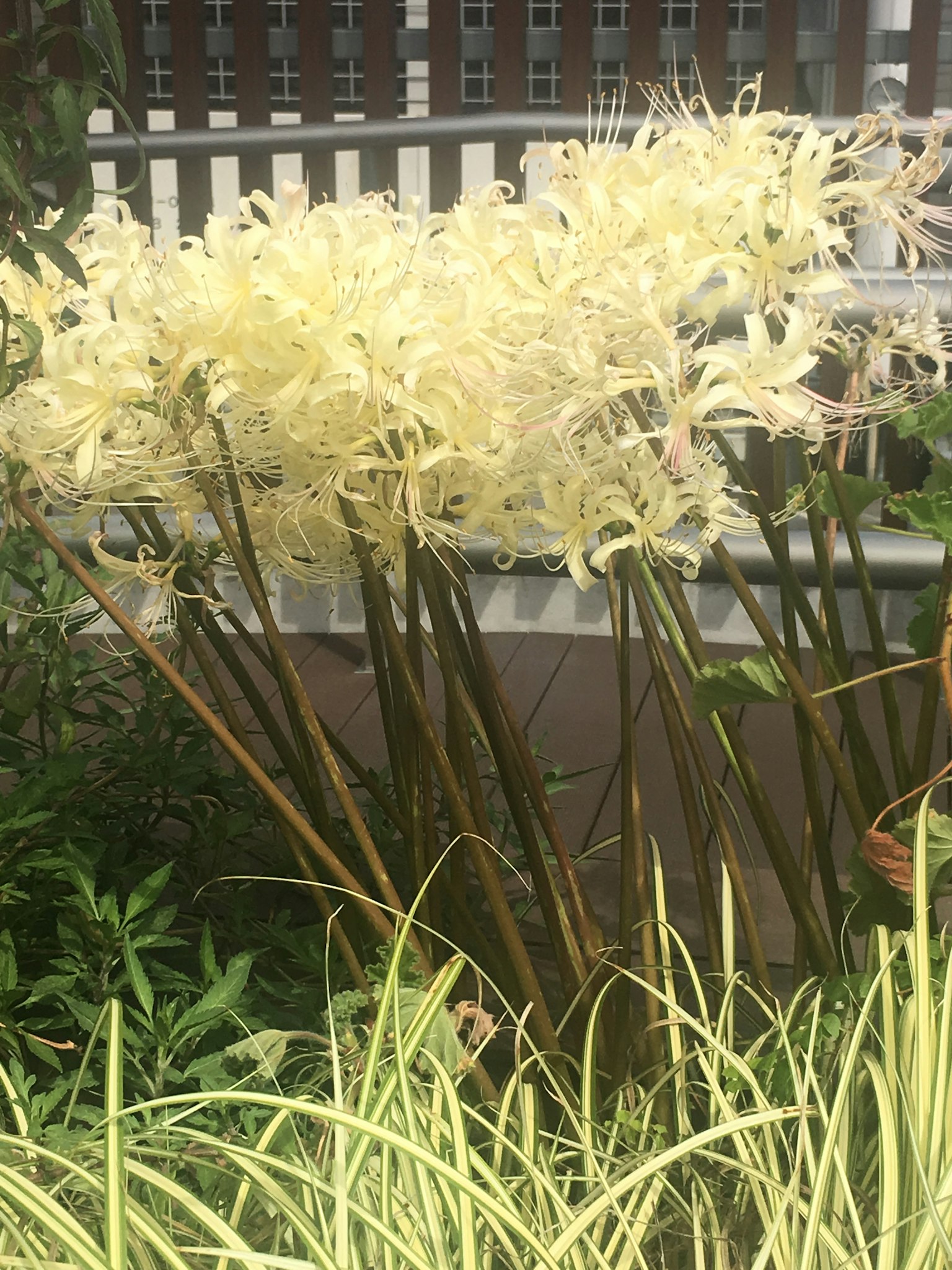 一群高大的植物，开着白色花朵