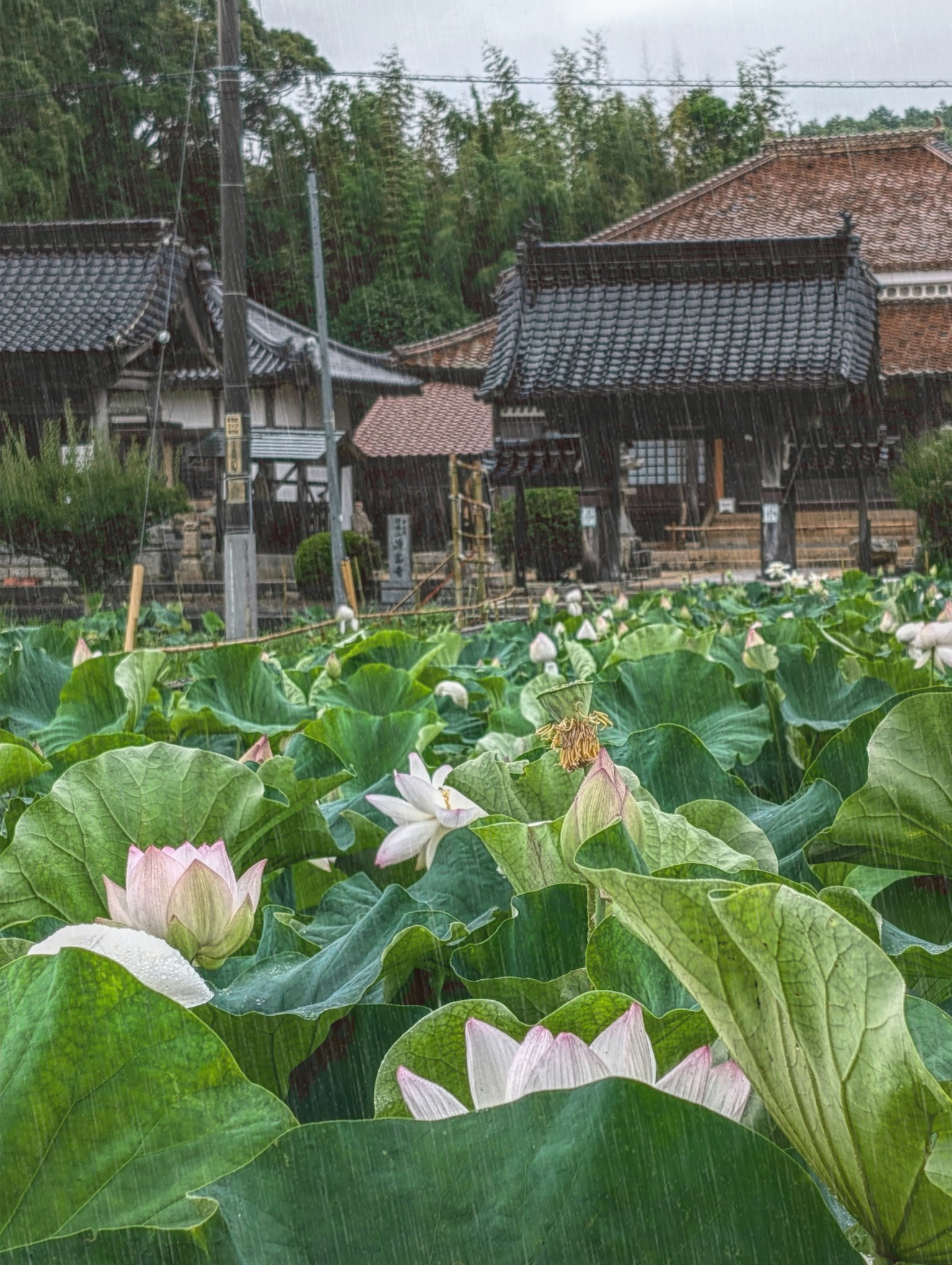 荷花池和传统建筑的风景