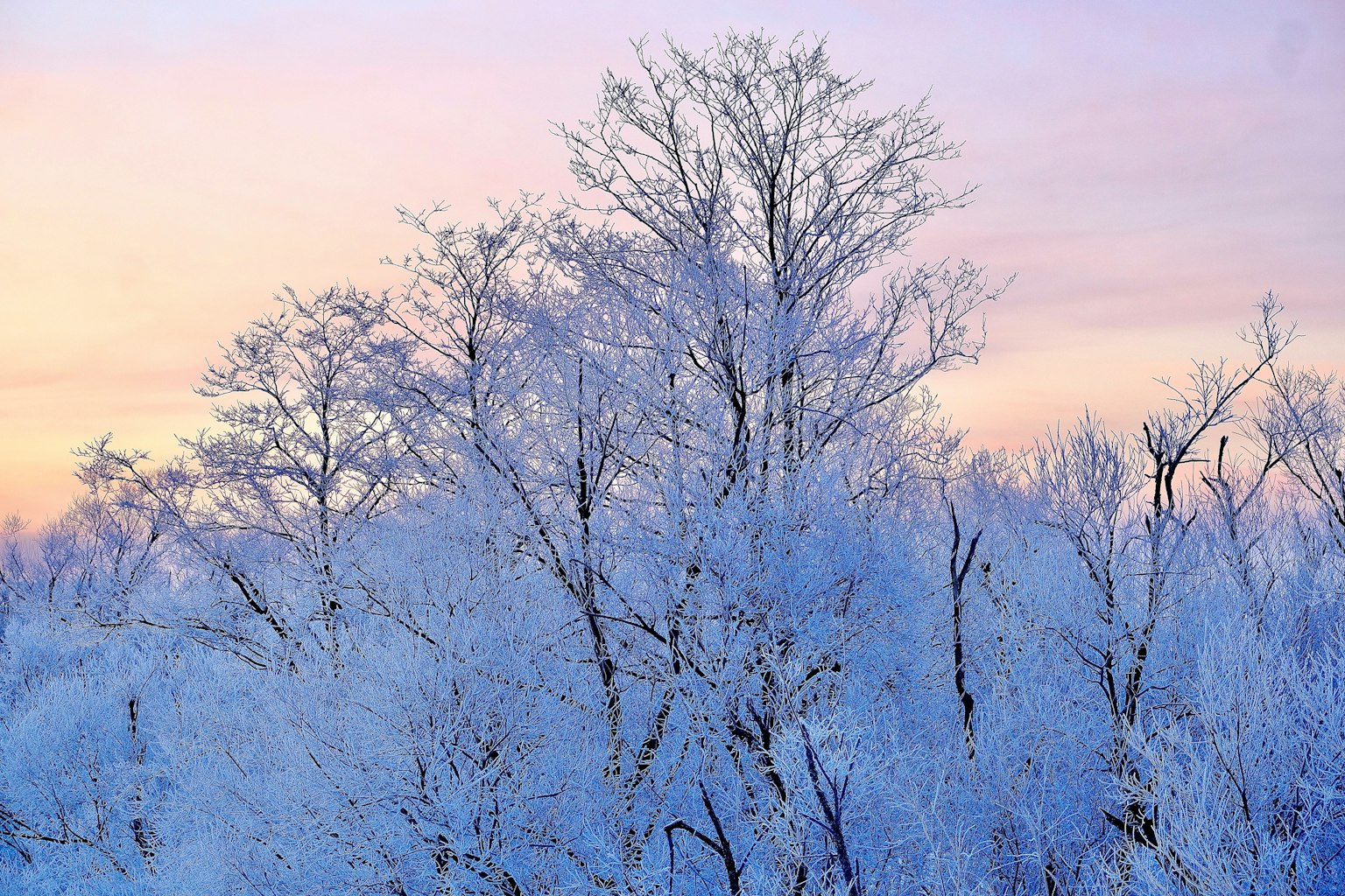 Arbres couverts de neige contre un doux coucher de soleil