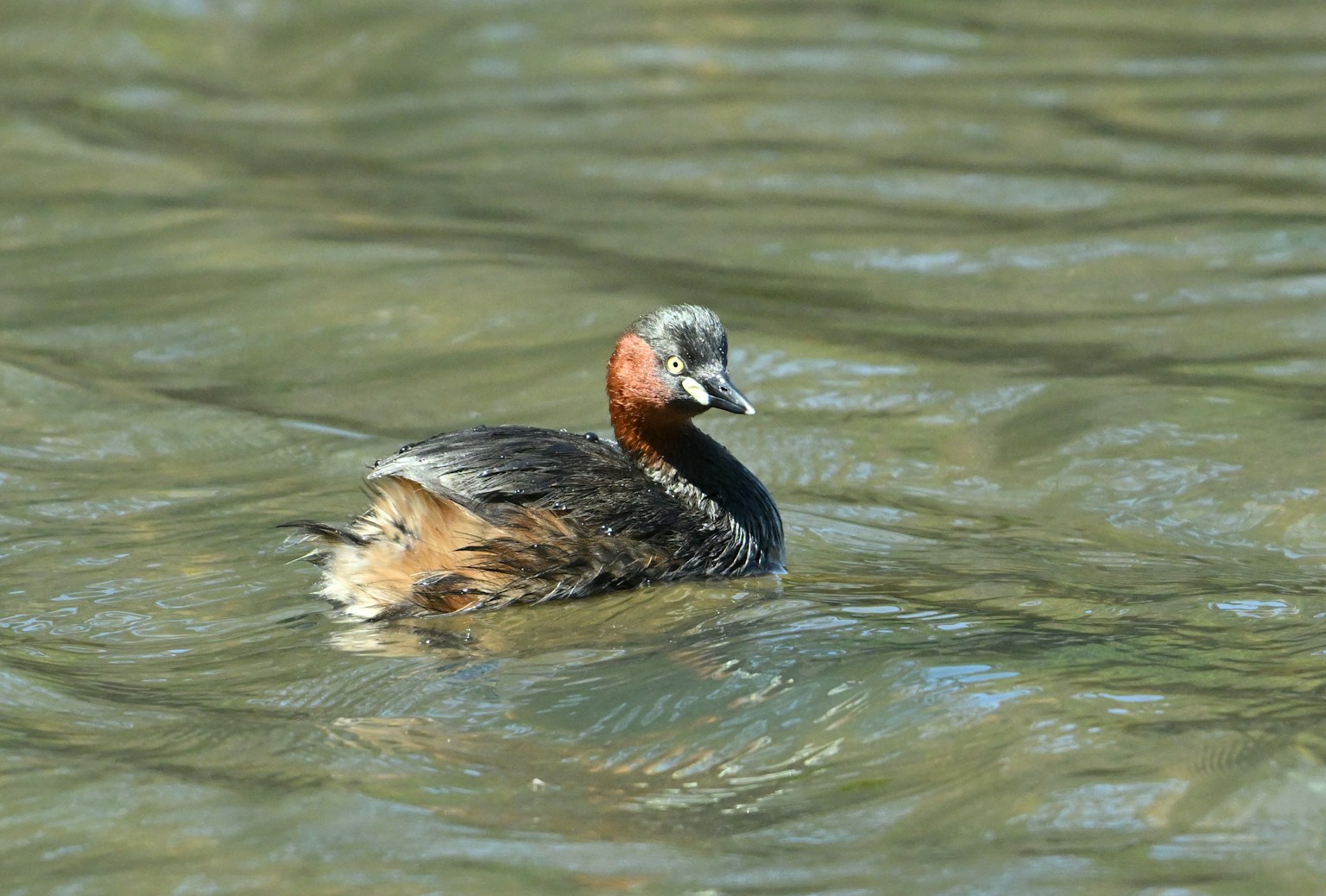 Un zampullín nadando en la superficie del agua con un cuello rojo distintivo y un cuerpo negro