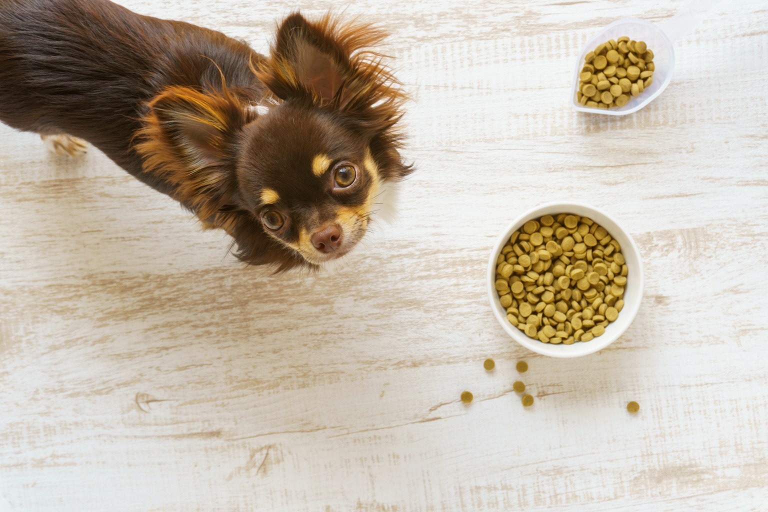 Chihuahua nâu nhìn lên thức ăn cho chó
