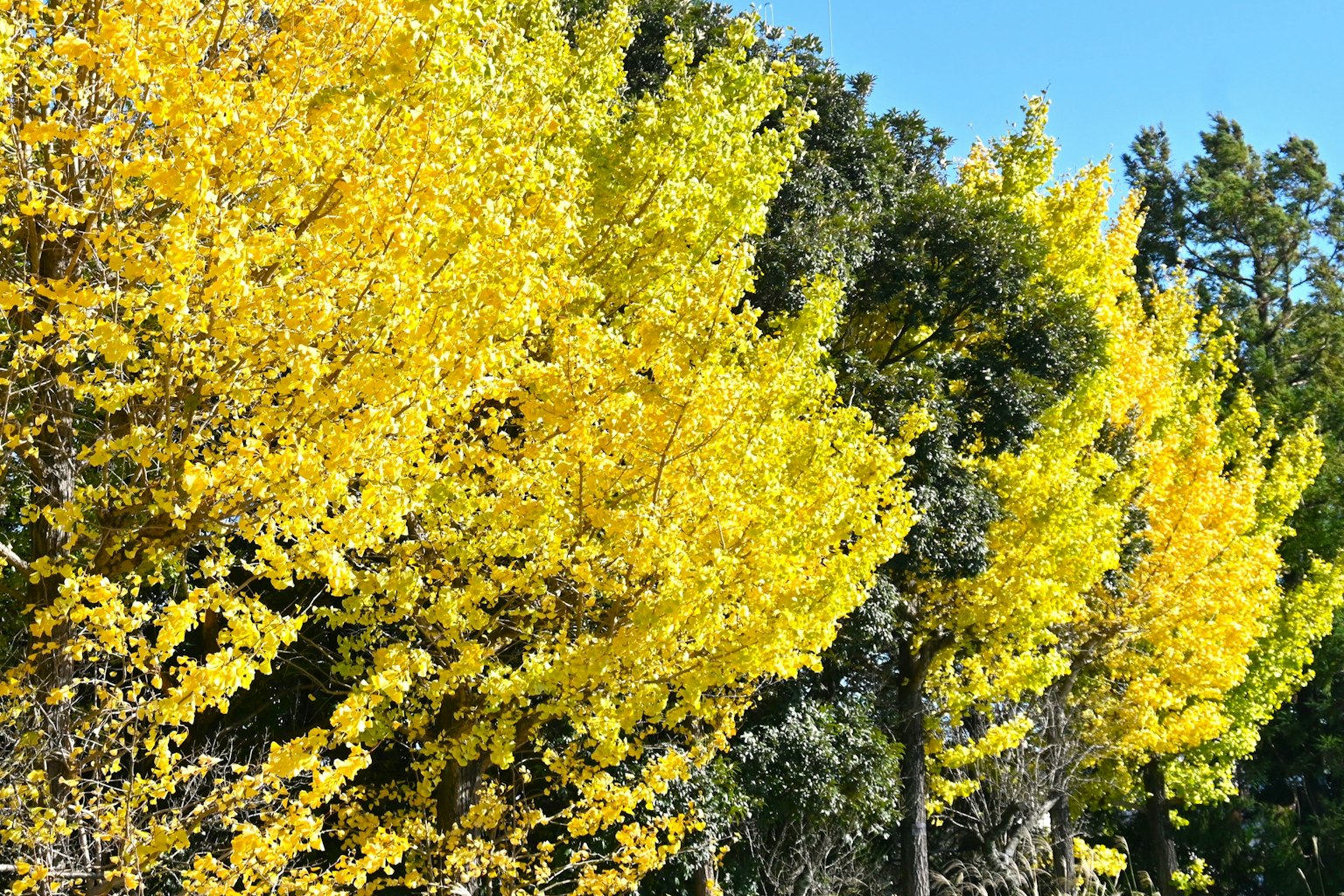 Rangées d'arbres aux feuilles jaunes vives sous un ciel bleu clair