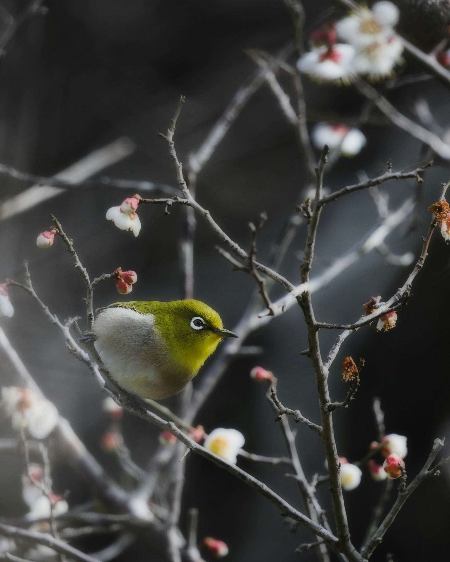 Un piccolo uccello verde posato su un ramo di fiori di pruno