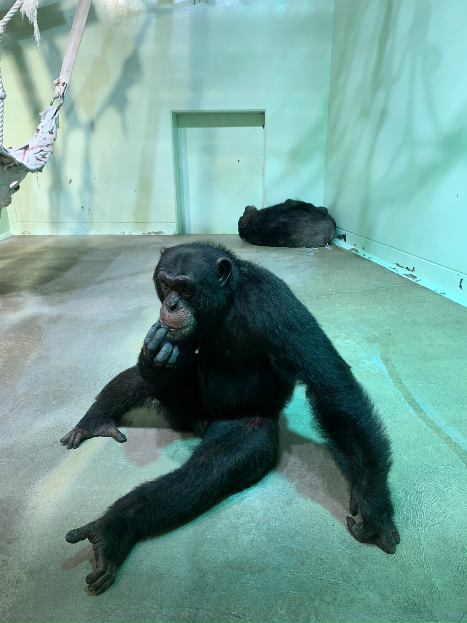 A black chimpanzee sitting with a thoughtful expression and a sleeping animal in the background