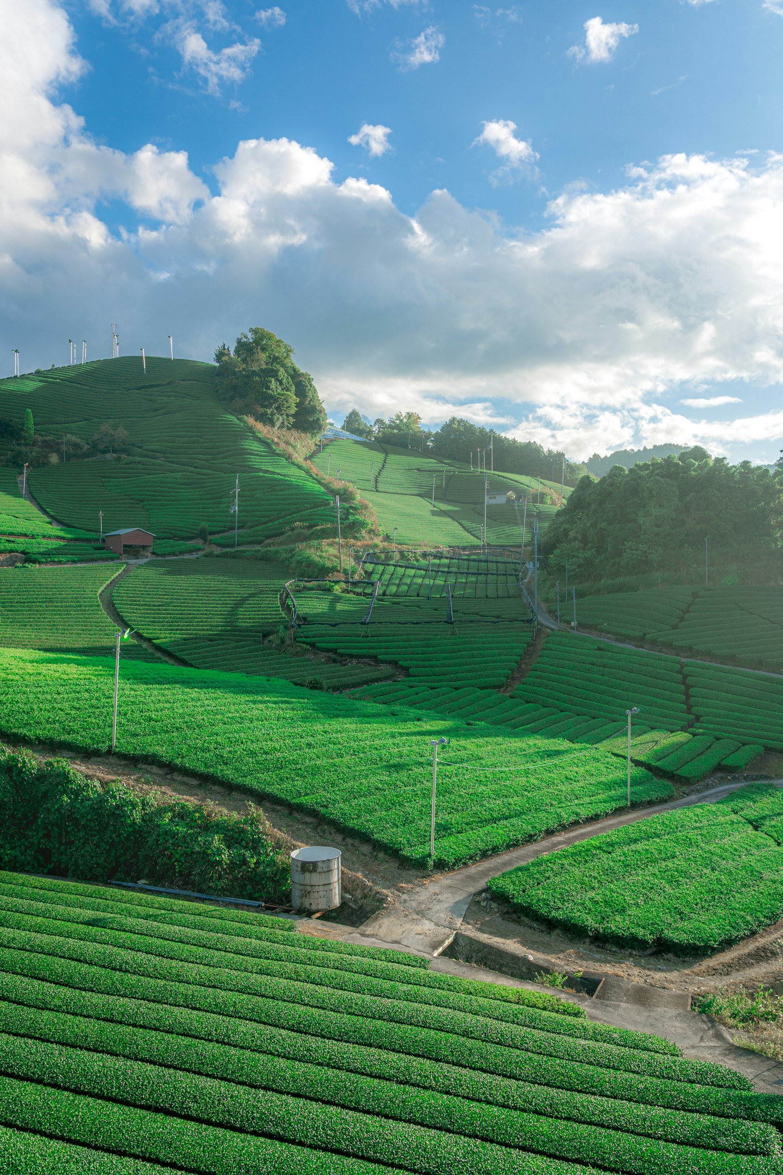 Campos de té verdes y exuberantes bajo un cielo azul brillante