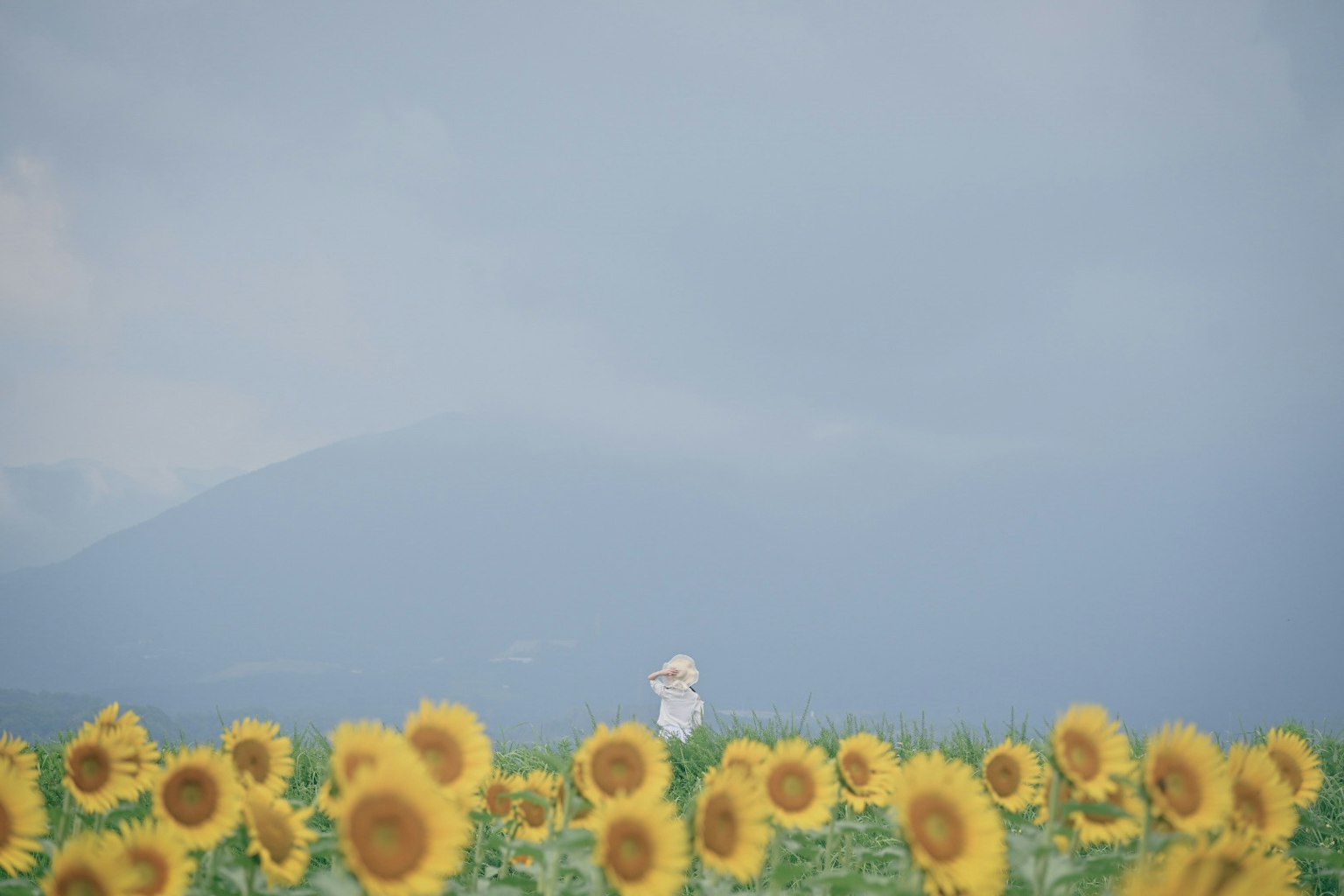 A woman in white standing in a vast sunflower field under a blue sky