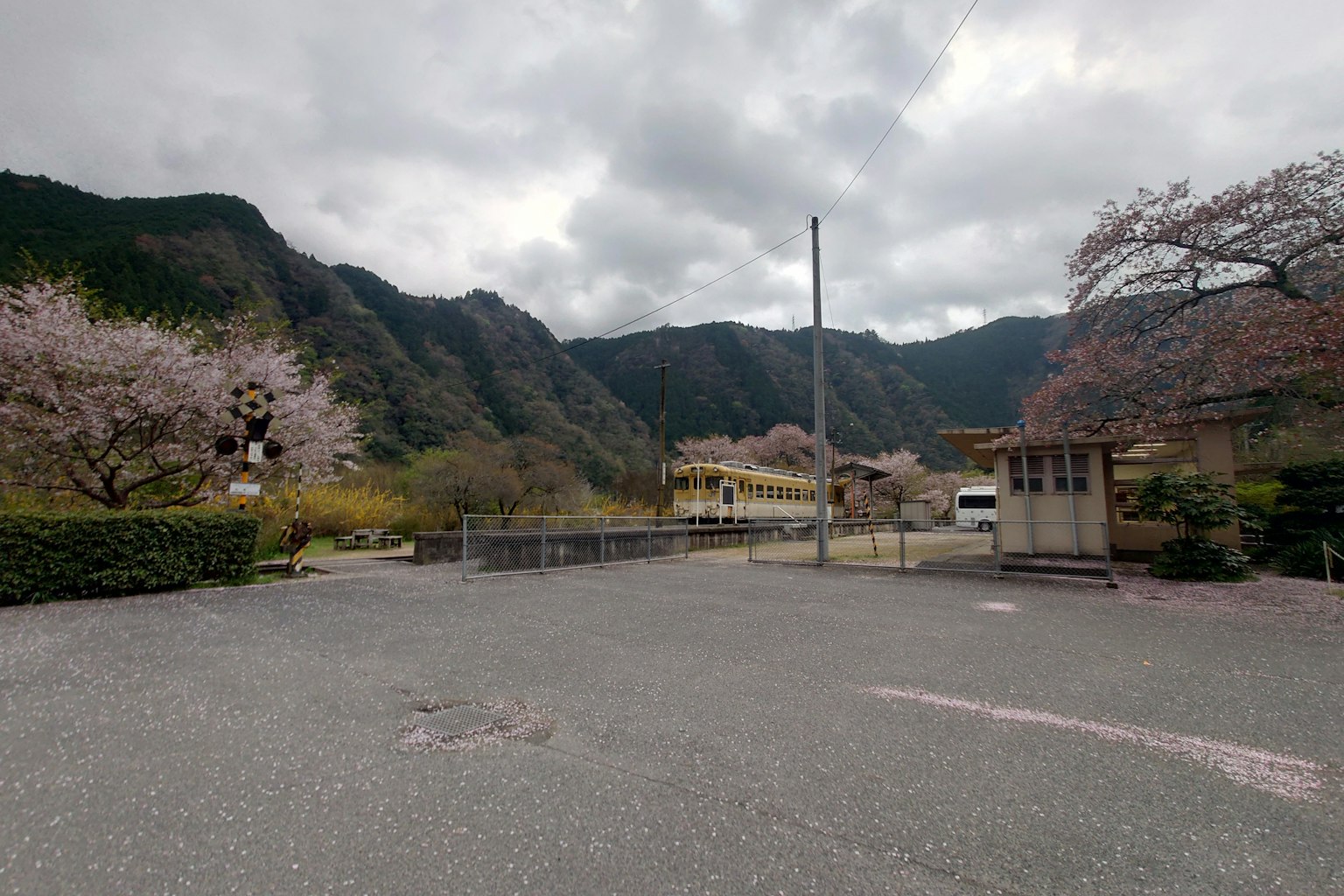 宁静的山景和樱花树