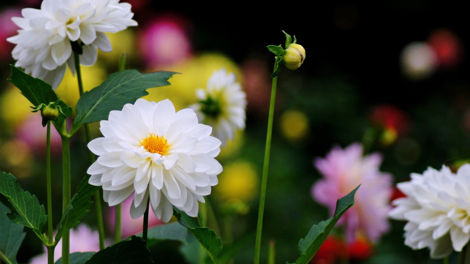 Flores de dalia blancas con un fondo de flores coloridas