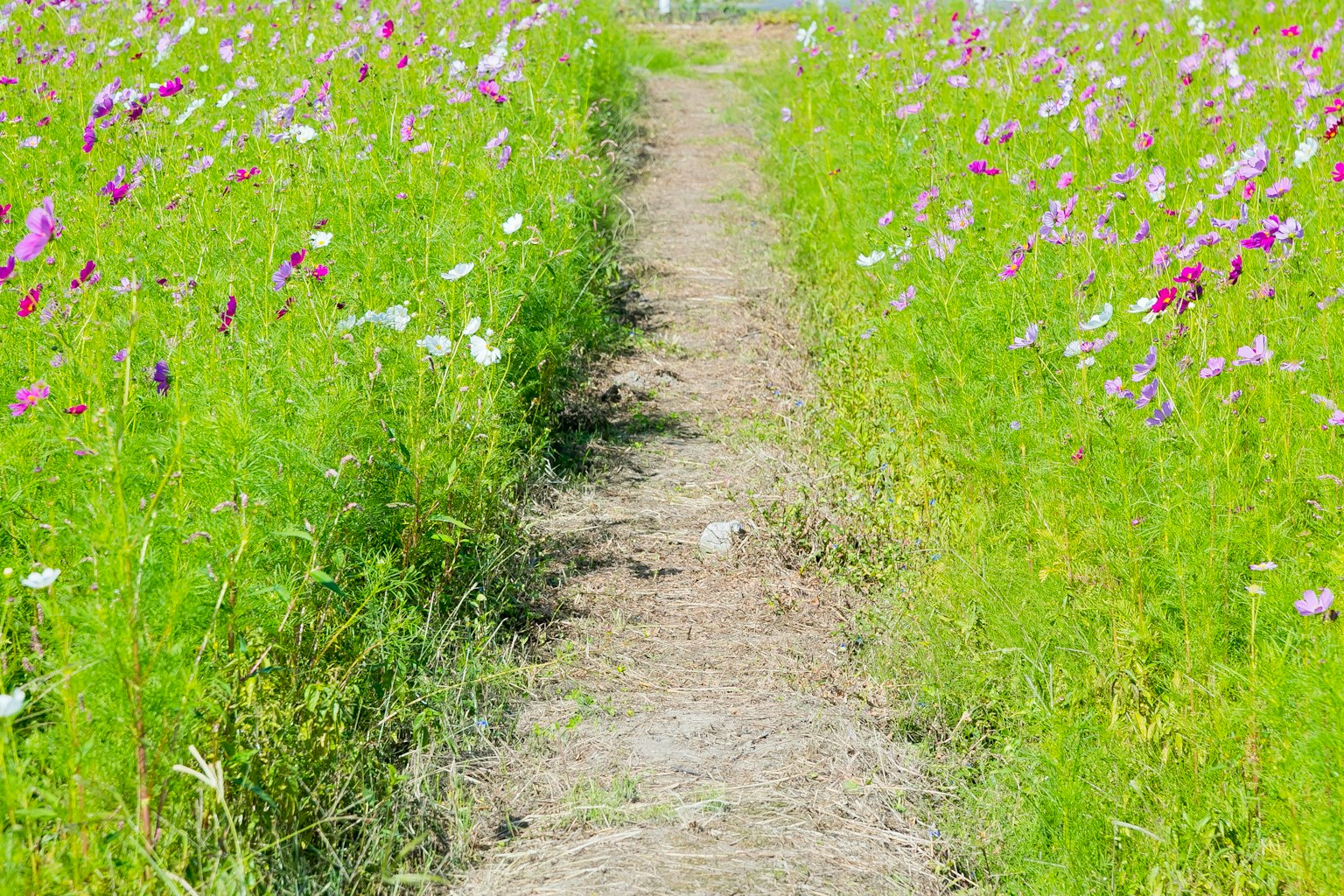 Jalan yang dikelilingi rumput hijau dan bunga berwarna-warni