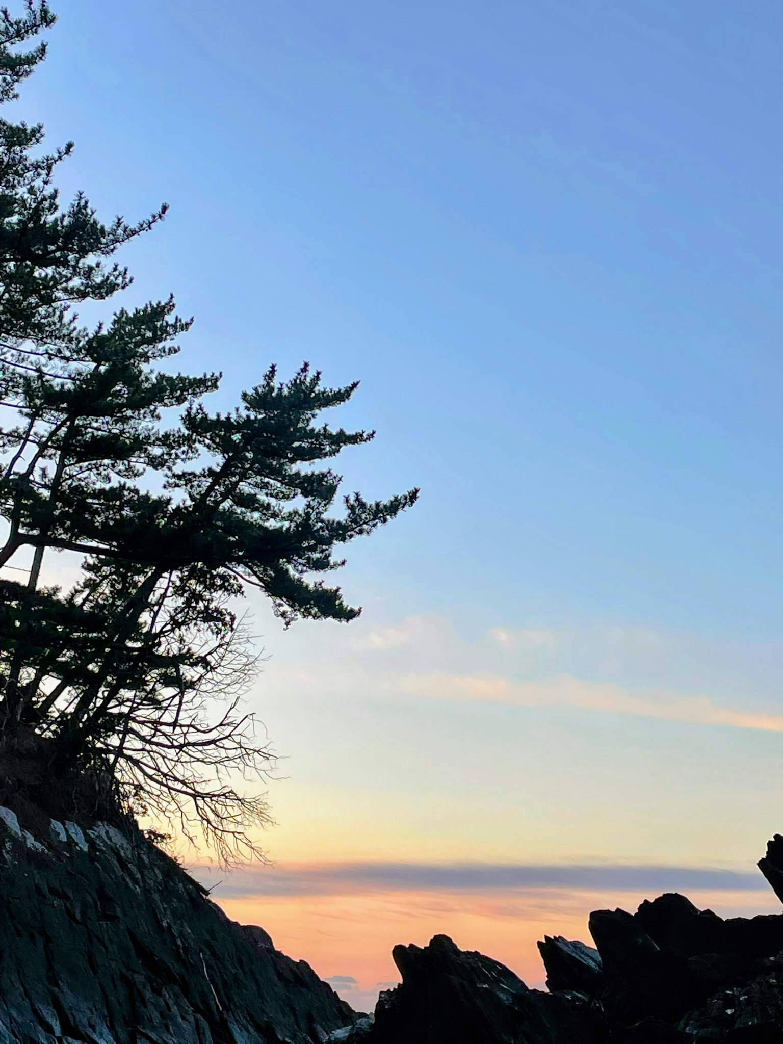 Silhouette d'arbres contre un ciel de coucher de soleil sur une côte rocheuse