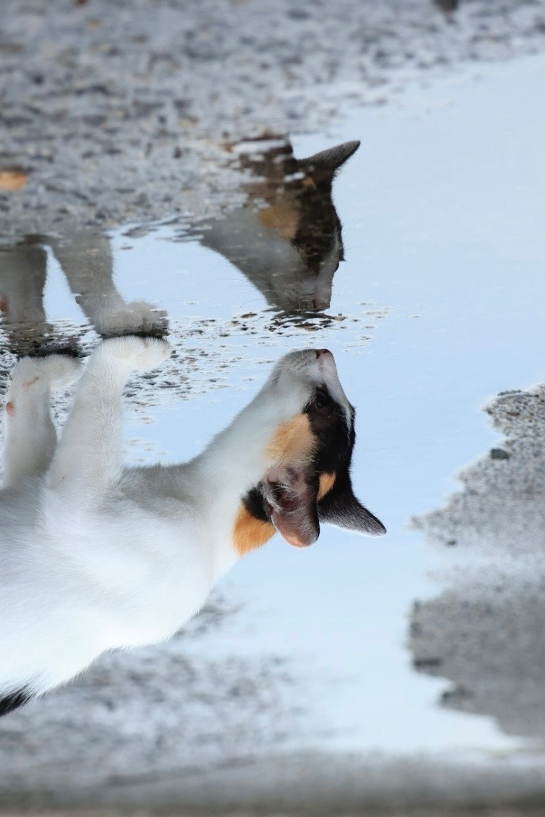雪の上で羽を広げる犬の足元と水しぶきのような飛沫