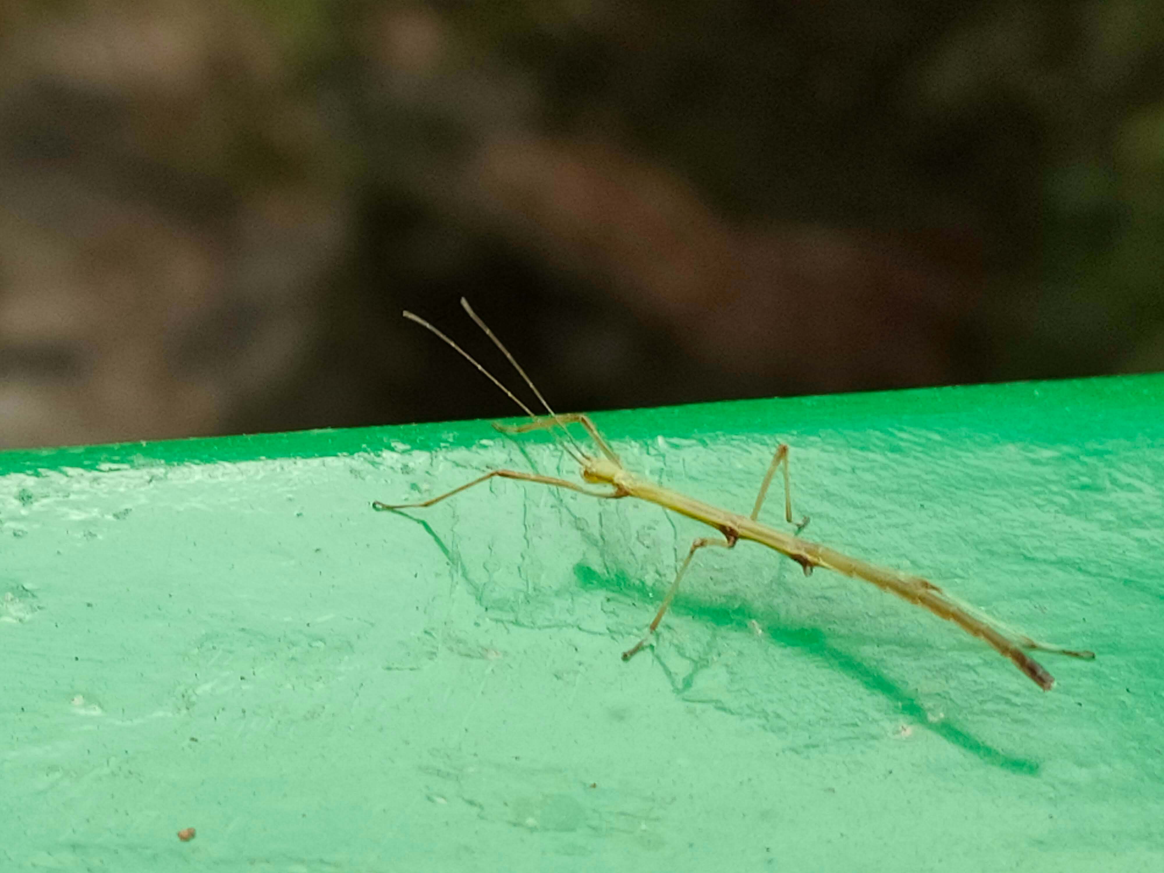 Grasshopper-like insect on a green leaf