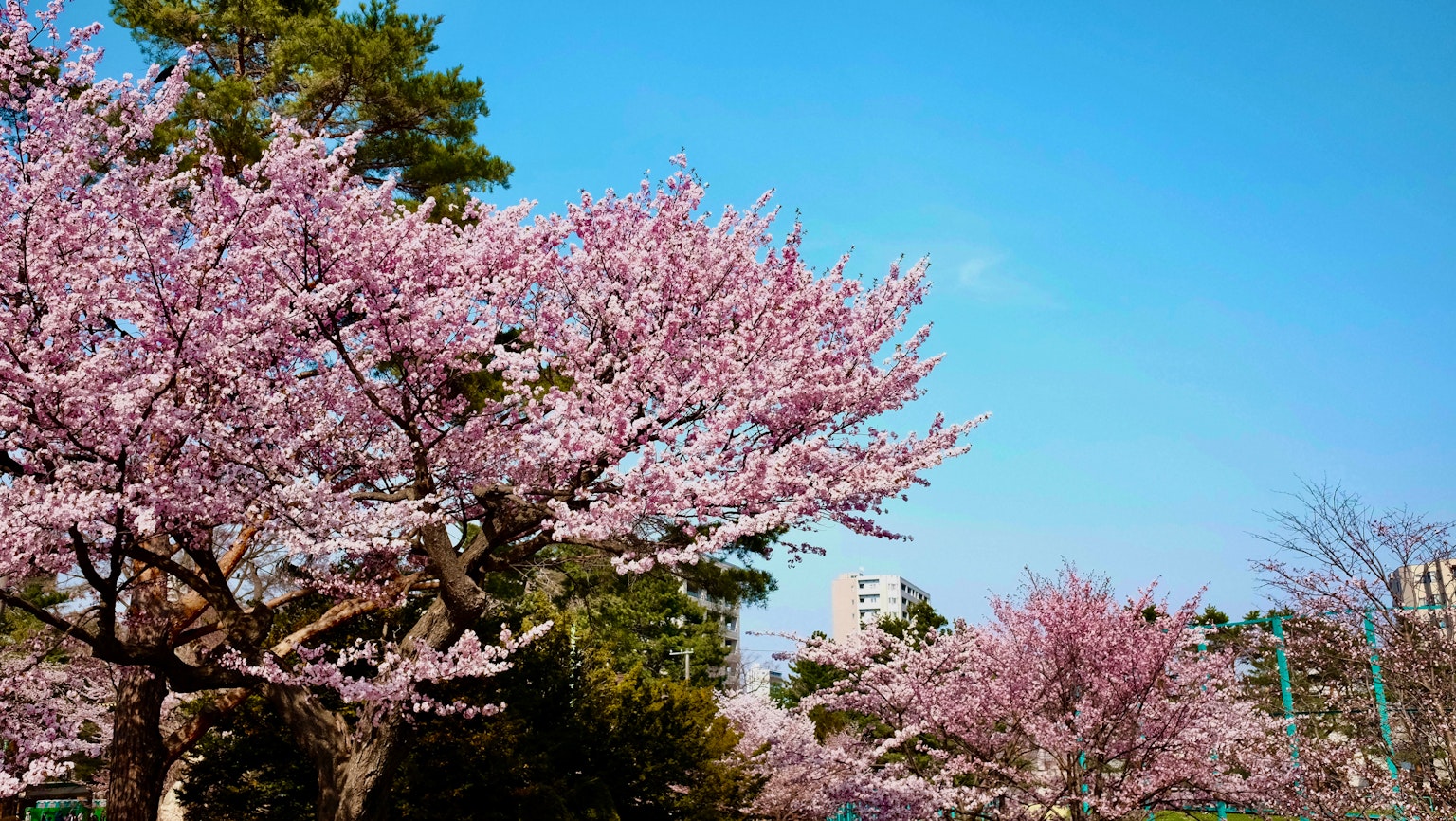 Paysage d'arbres en fleurs dans un parc avec un ciel bleu et des bâtiments à proximité
