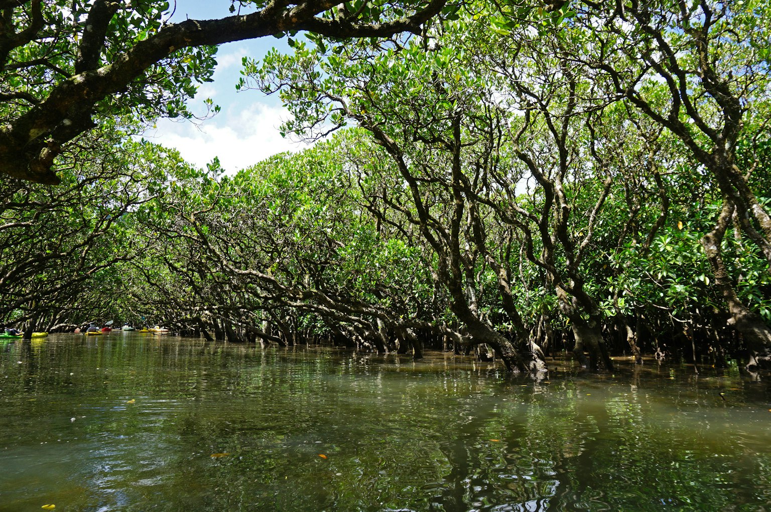Arbres de mangrove luxuriants reflétés dans une eau calme créant un paysage serein