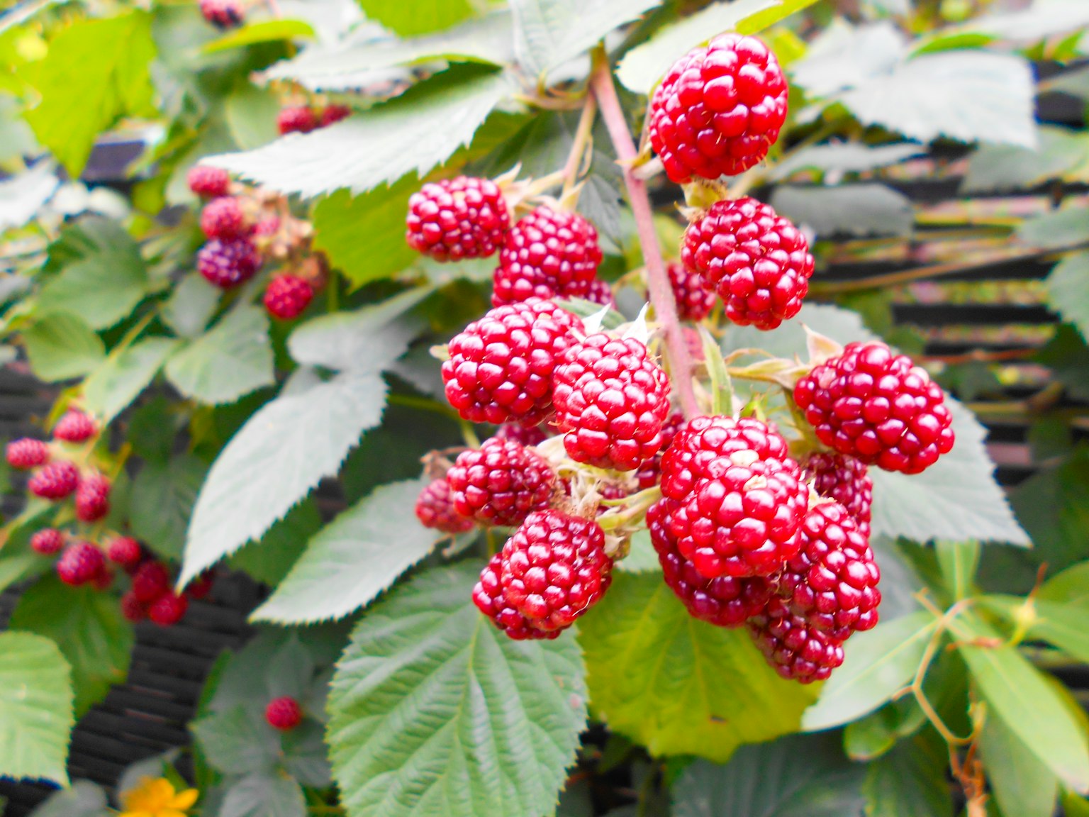 Rote Brombeertrauben, die zwischen grünen Blättern wachsen