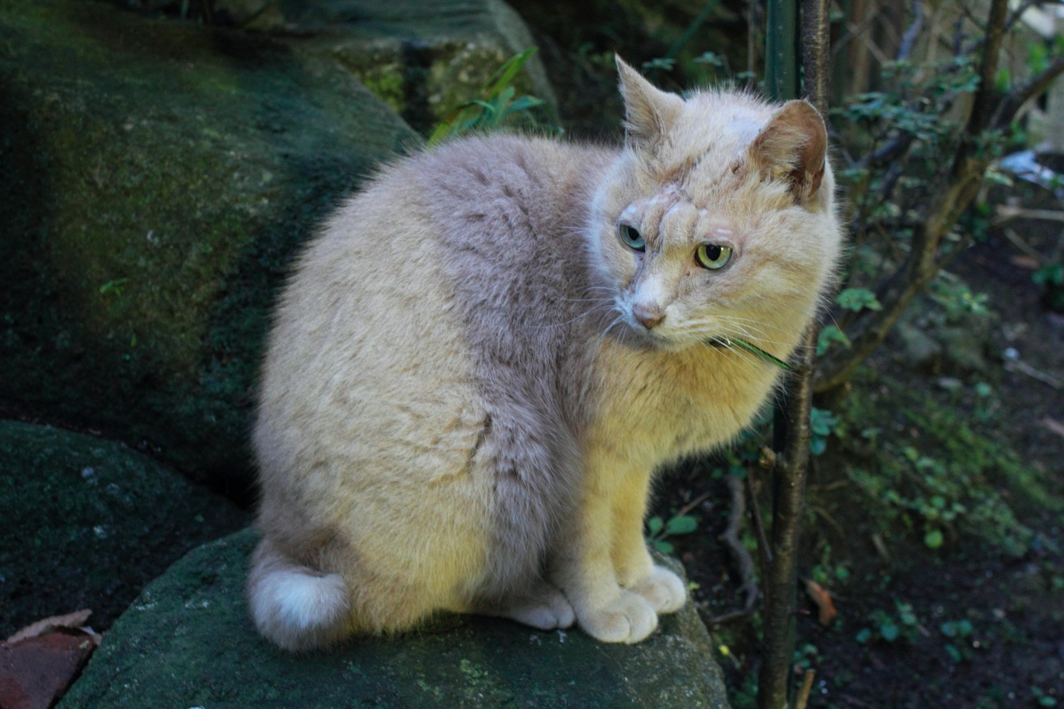 Kucing yang duduk di atas batu dengan bulu coklat muda dan mata hijau