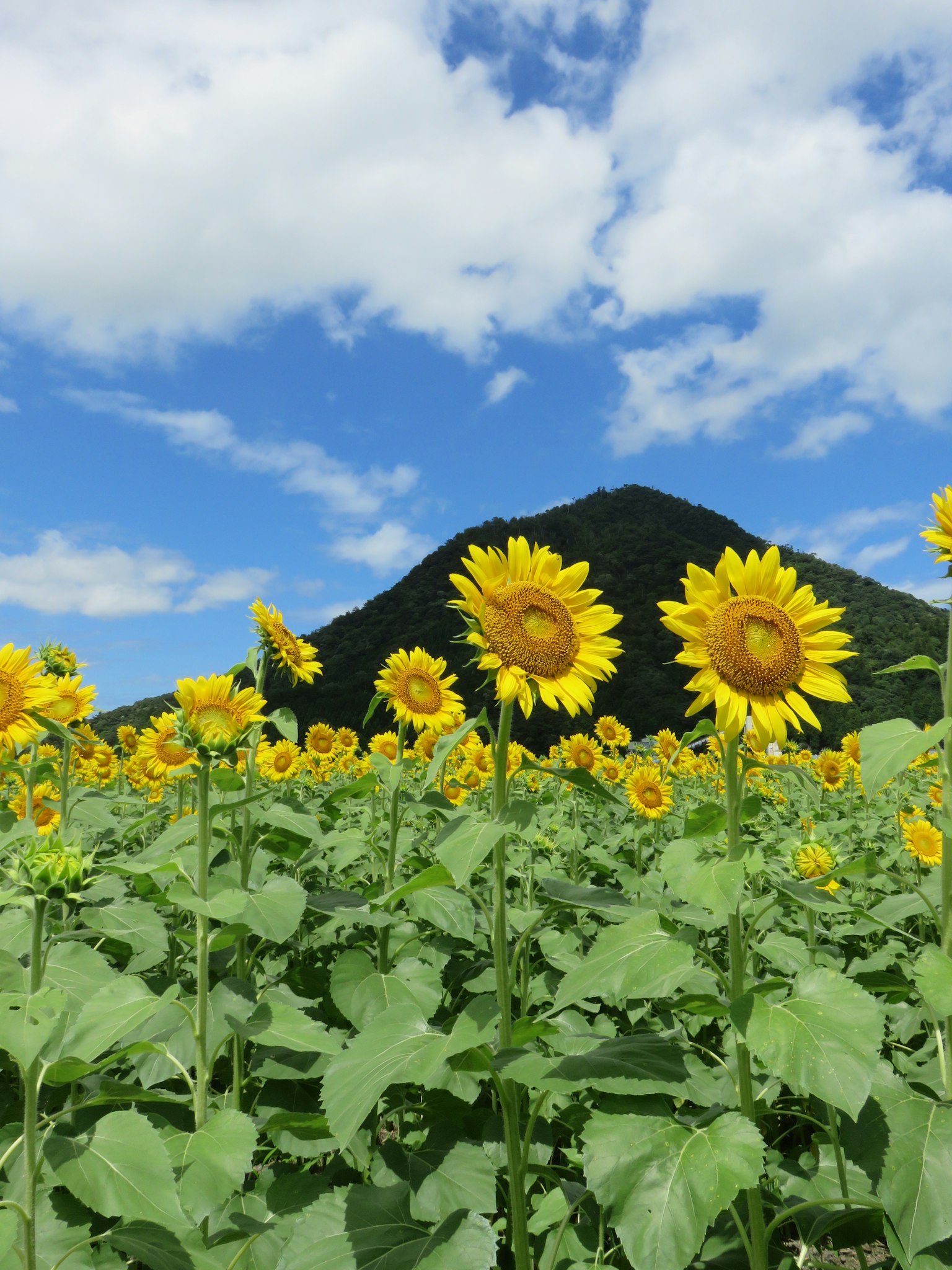 ทุ่งดอกทานตะวันสดใสกับท้องฟ้าสีฟ้าและภูเขาเป็นพื้นหลัง