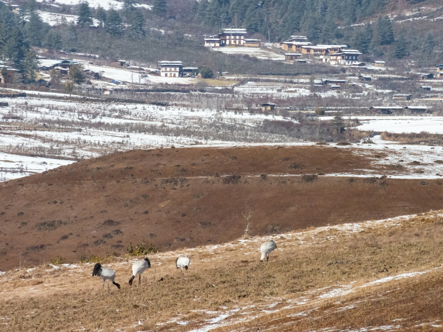 Mehrere Kraniche auf einer schneebedeckten Wiese mit traditionellen Häusern im Hintergrund