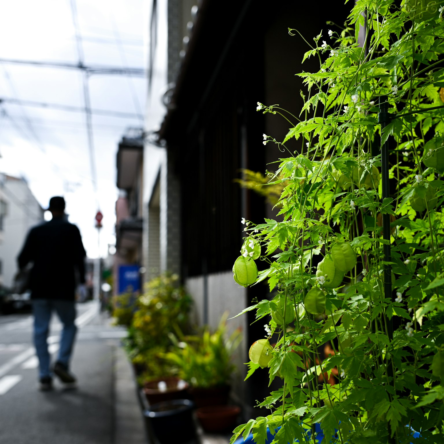Plantas verdes exuberantes a lo largo de una calle con una persona caminando