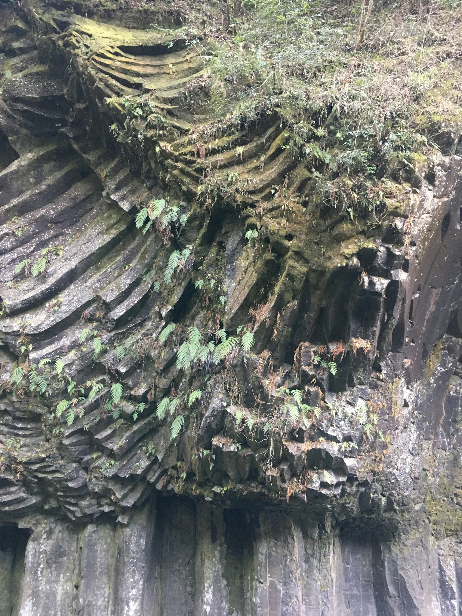 独特的分层岩石表面上长有绿色植物的自然环境