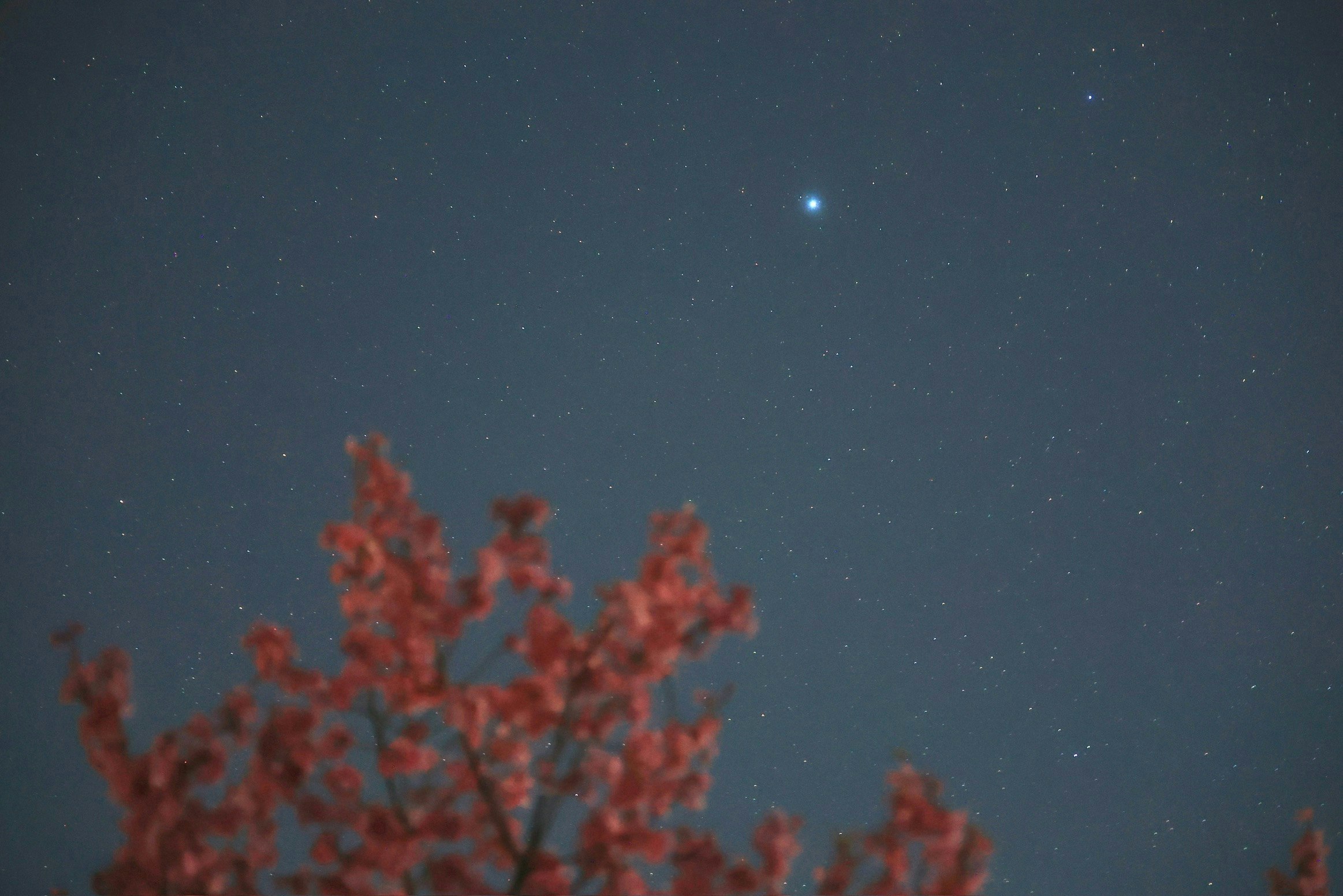 Cherry blossoms against a starry night sky