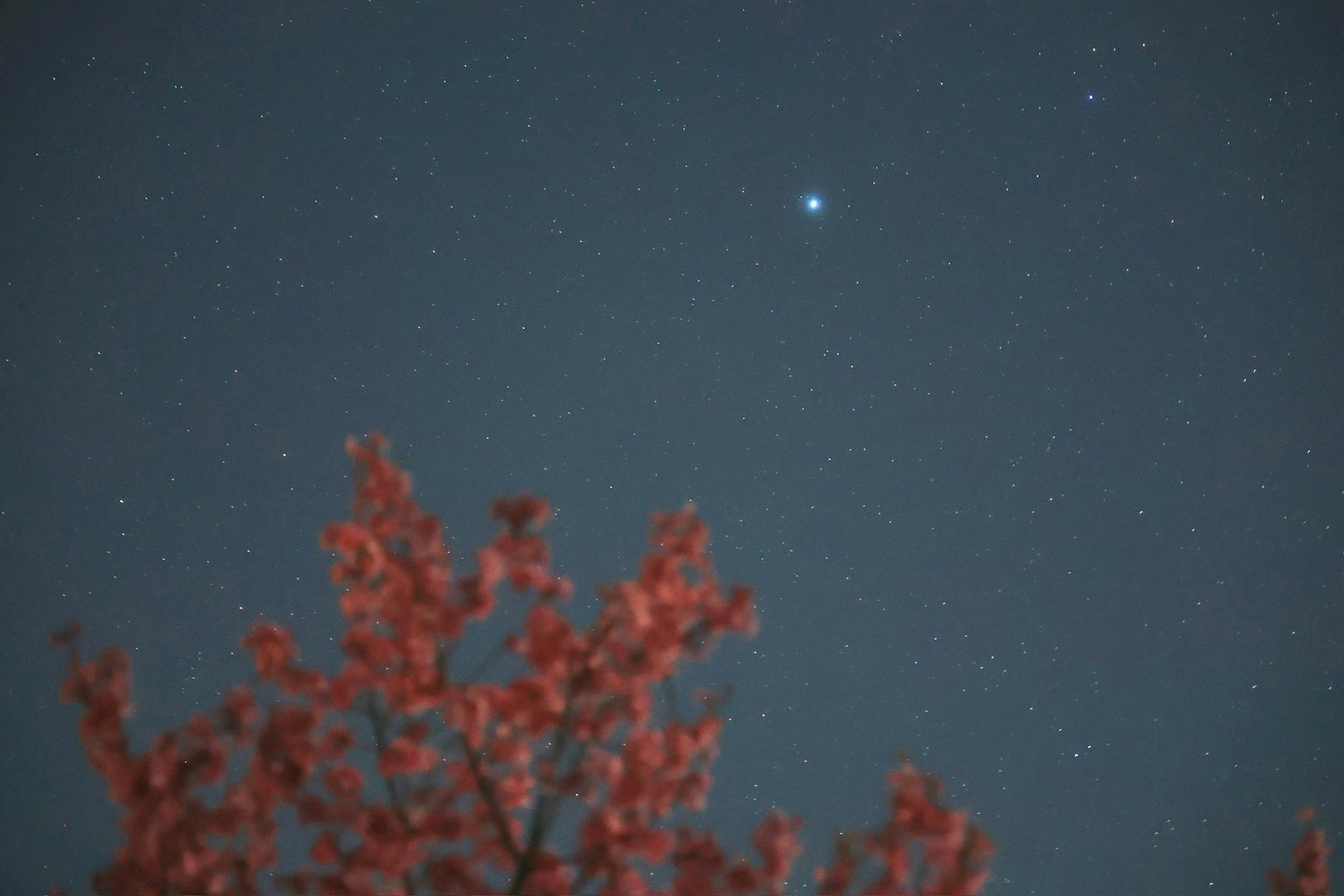 Cielo stellato con un albero con foglie rosse