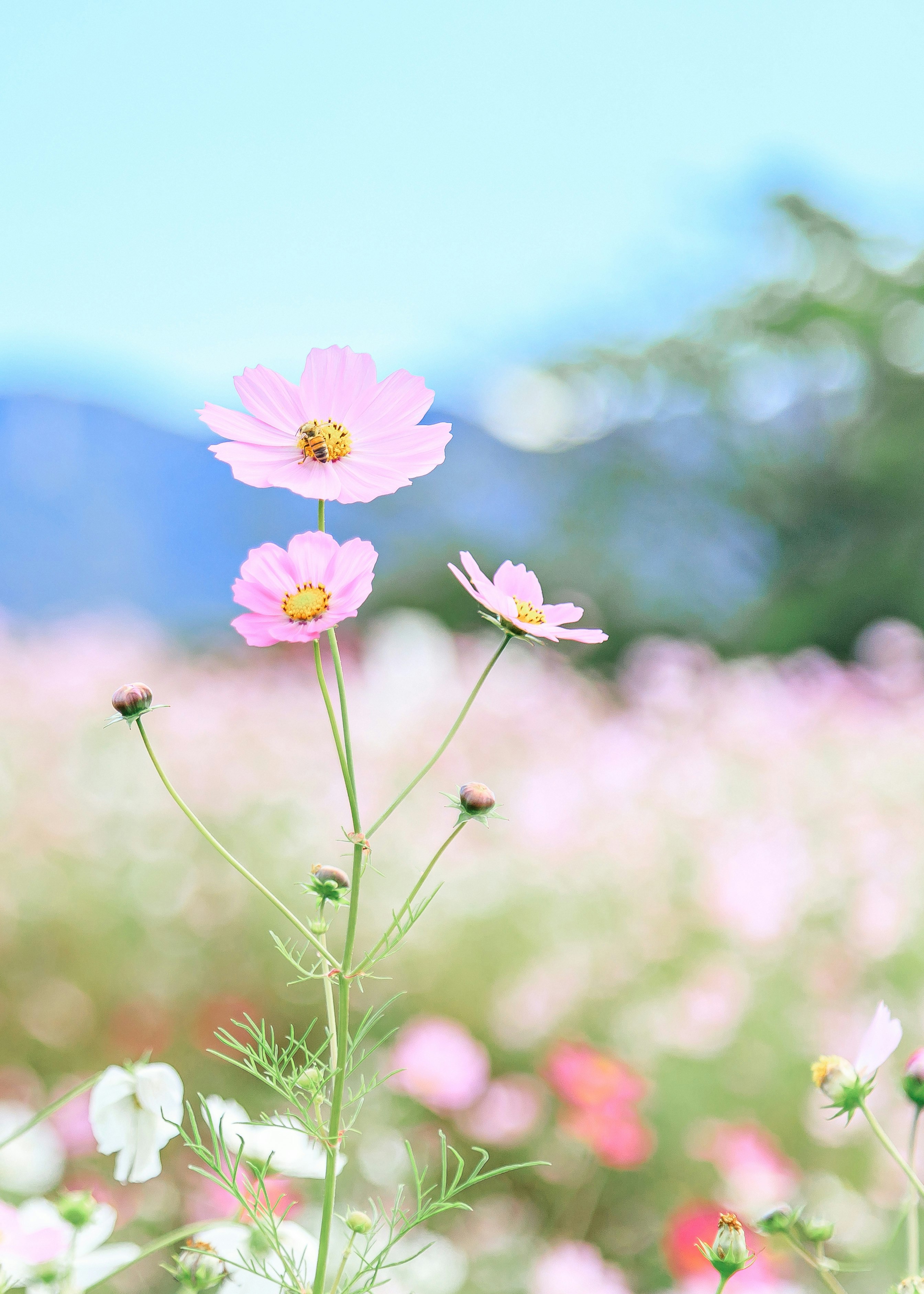 秋桜（コスモス）の花畑と青空の背景