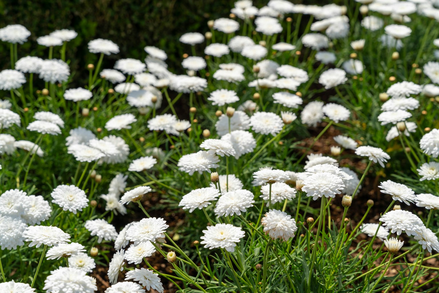 Champs de marguerites blanches en fleurs dans l'herbe verte