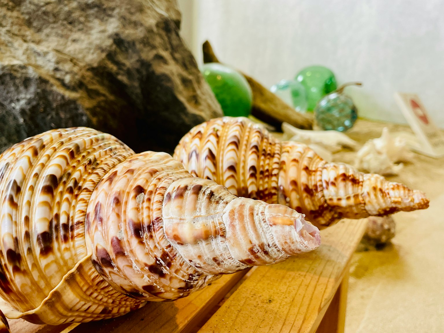 Gros plan de deux grandes coquilles reposant sur du bois avec des pierres décoratives en arrière-plan