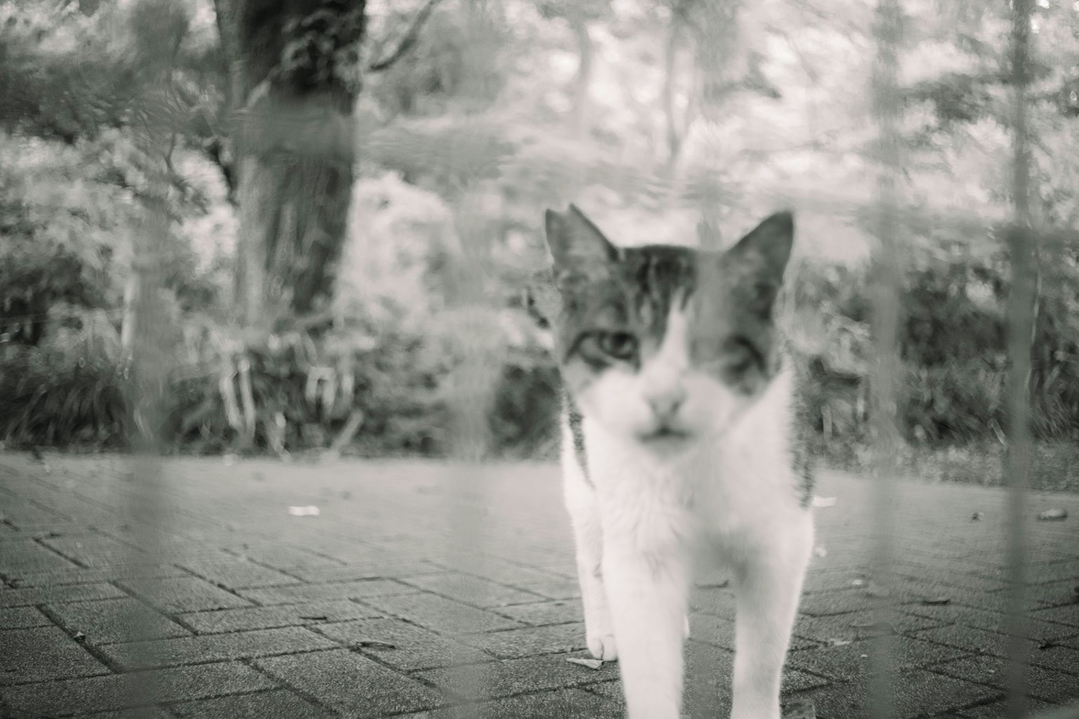Eine Nahaufnahme einer Katze in Schwarzweiß mit unscharfem Hintergrund