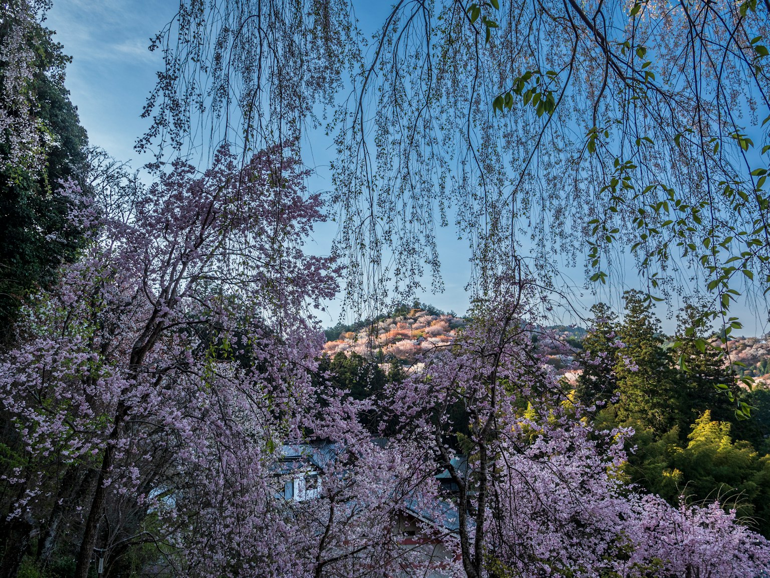 Alberi di ciliegio in fiore con uno sfondo di cielo blu
