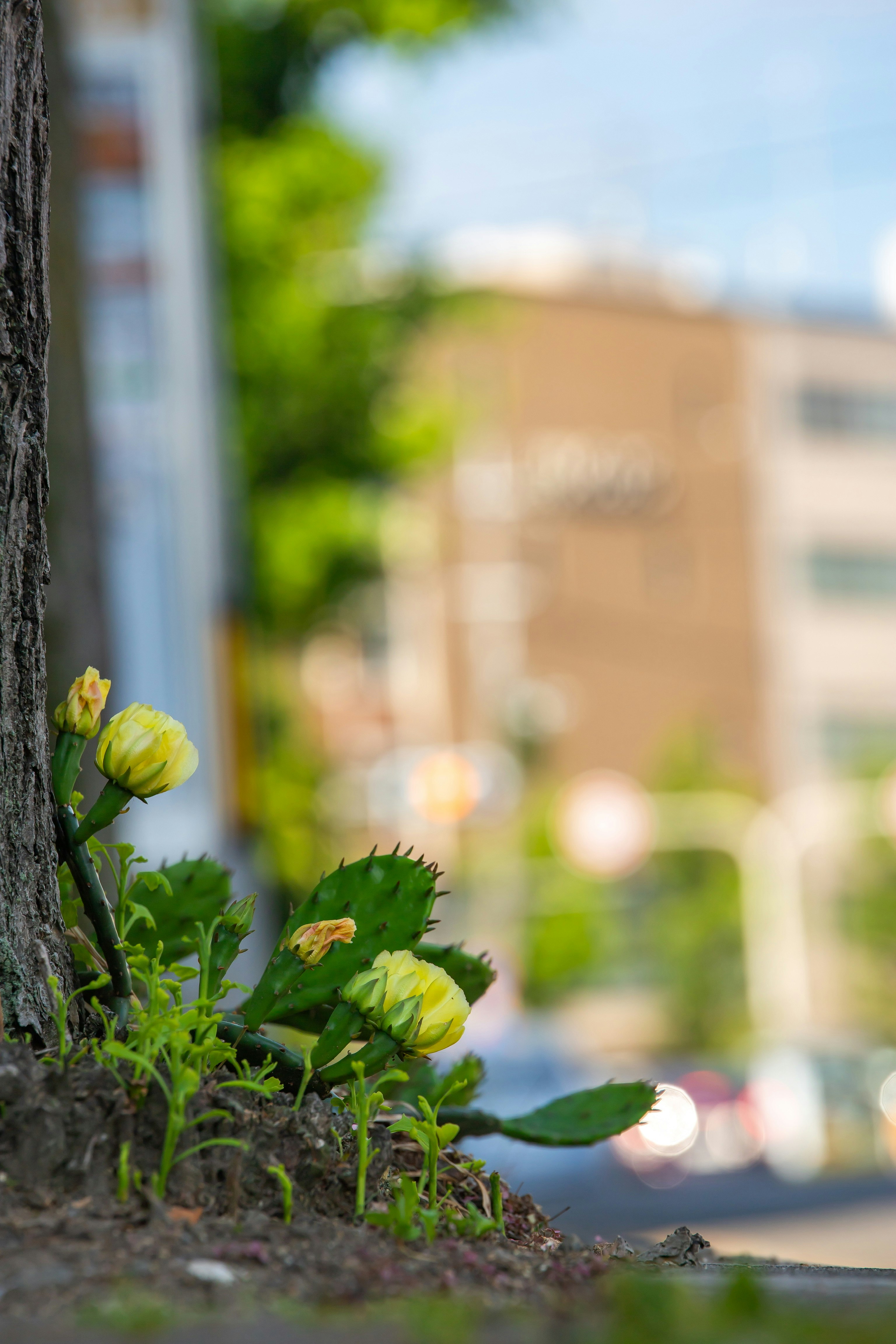 北野白梅町の街路樹の根元に咲くサボテンの花